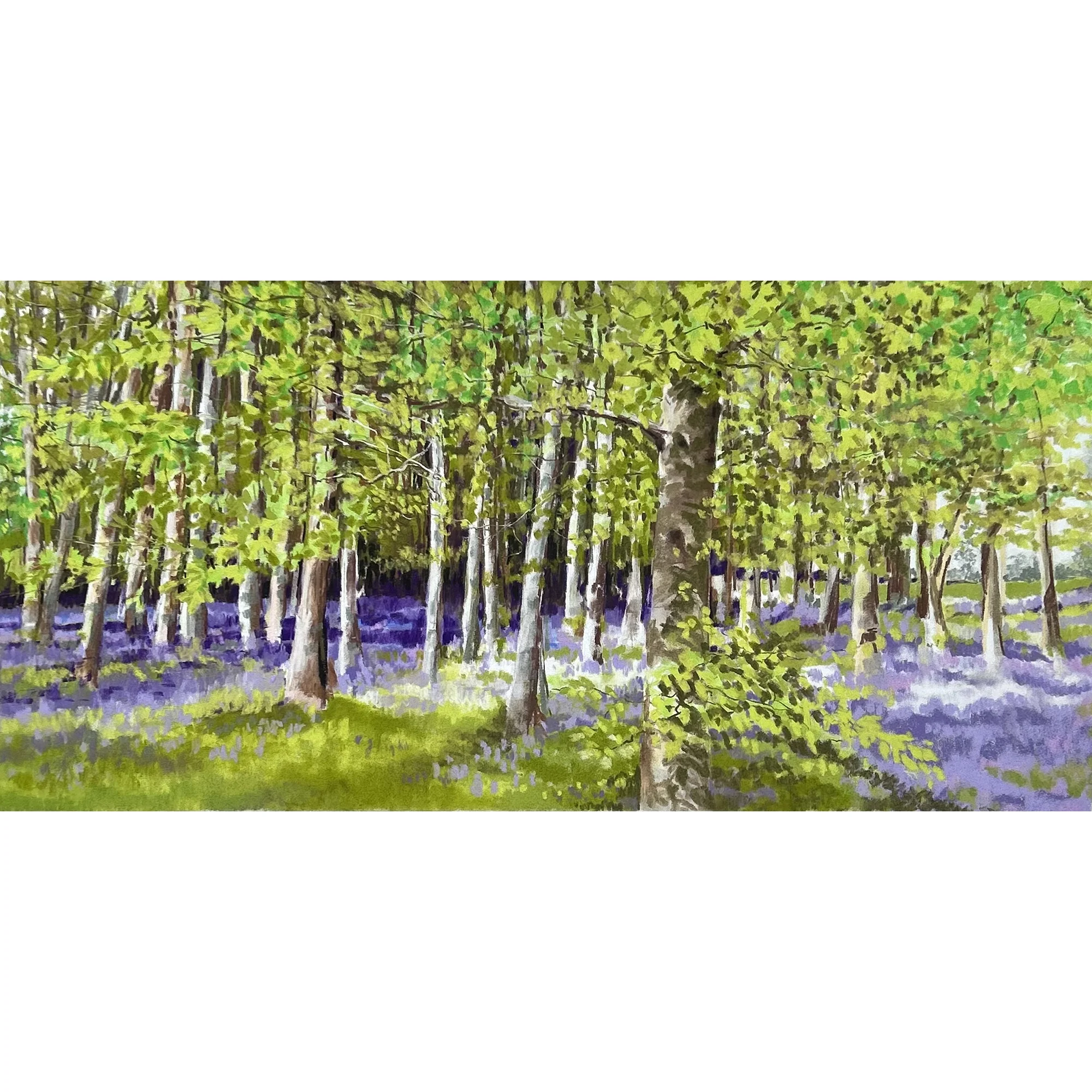 Bluebell-woods-full-square.webp