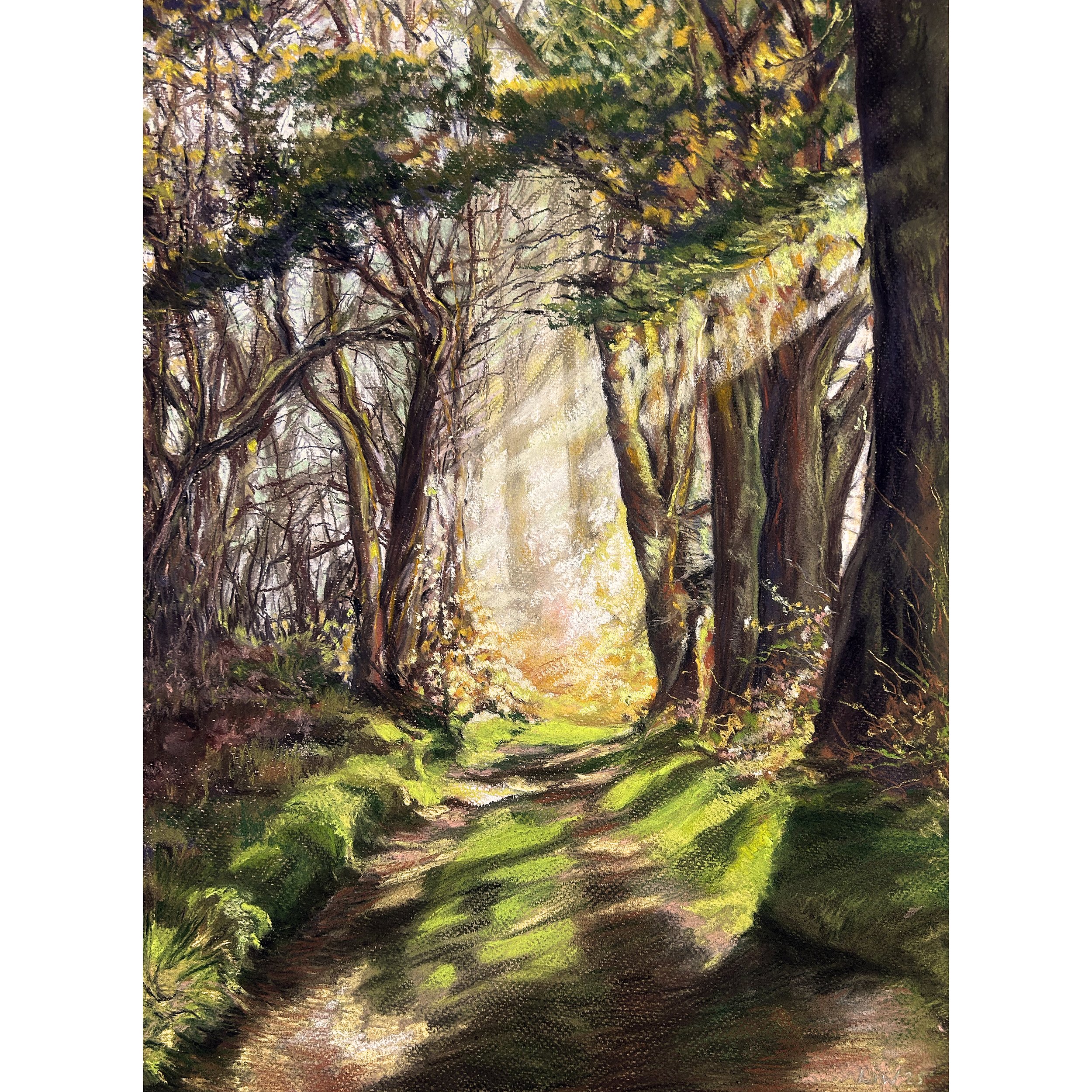 Woodland Pathway