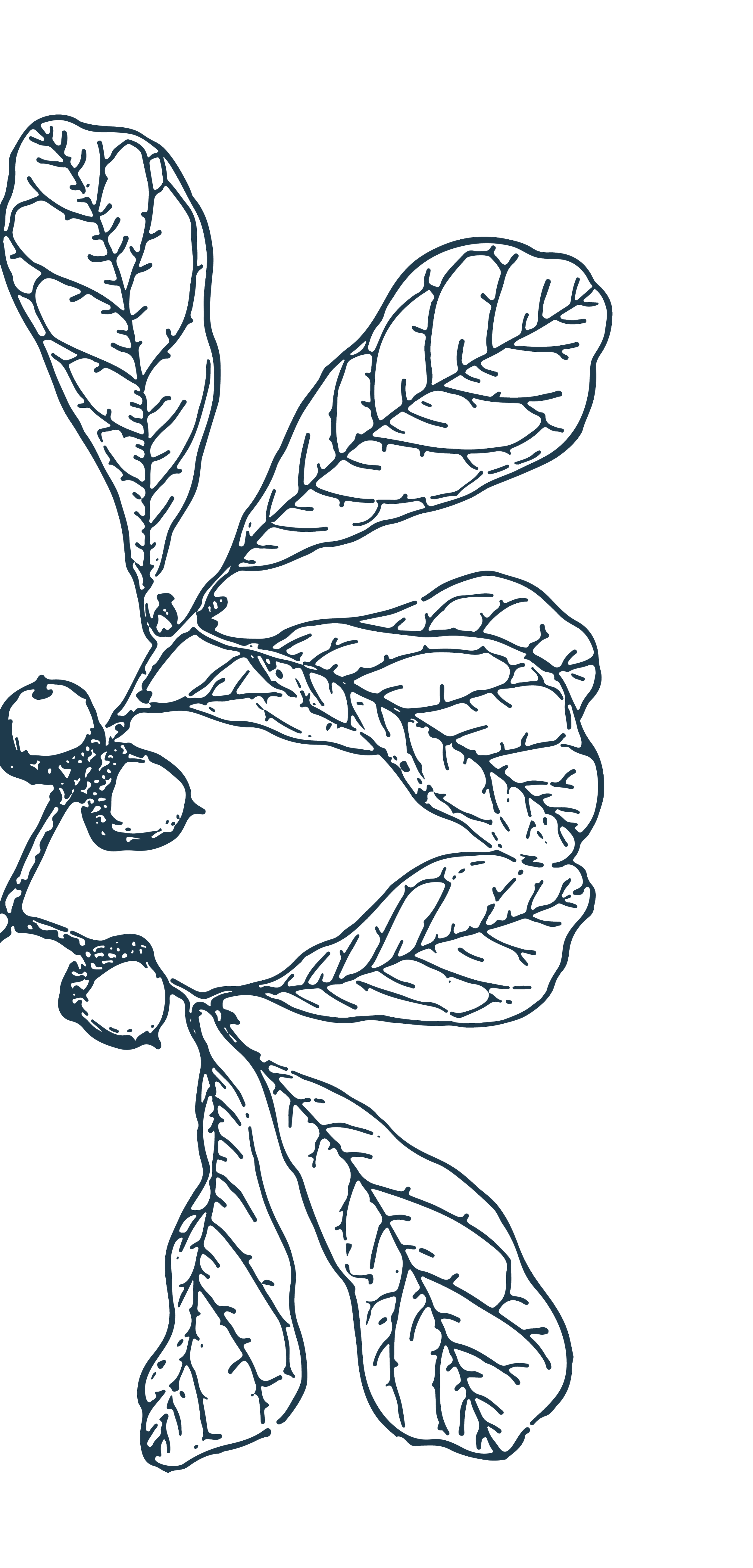 Line art illustration of an oak leaf.