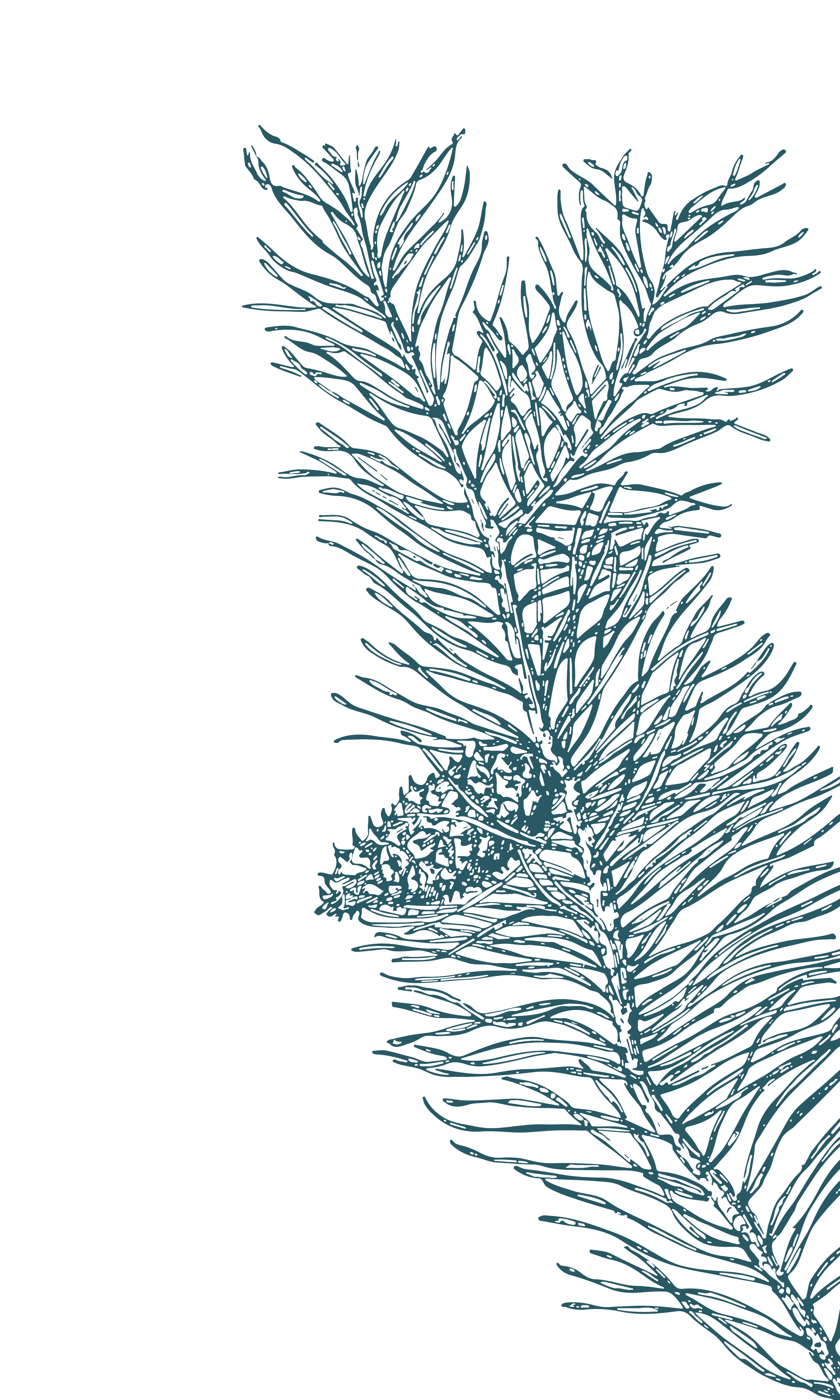 Outline drawing of pine tree branches with leaves and pinecone.