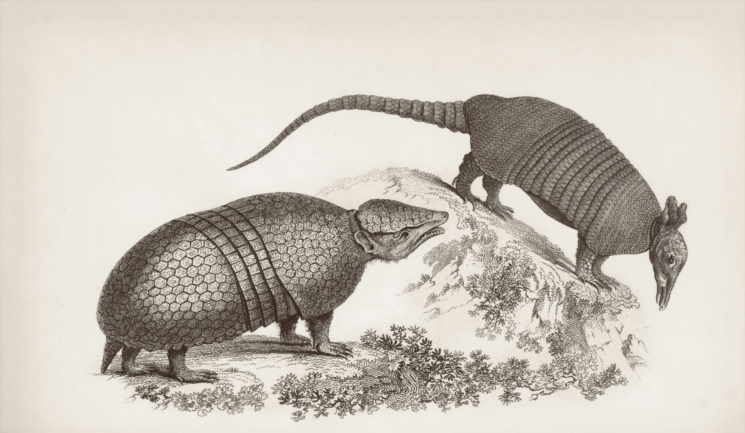Two armadillos are in a natural setting with grass and bushes, one standing on the ground and the other atop a small mound.