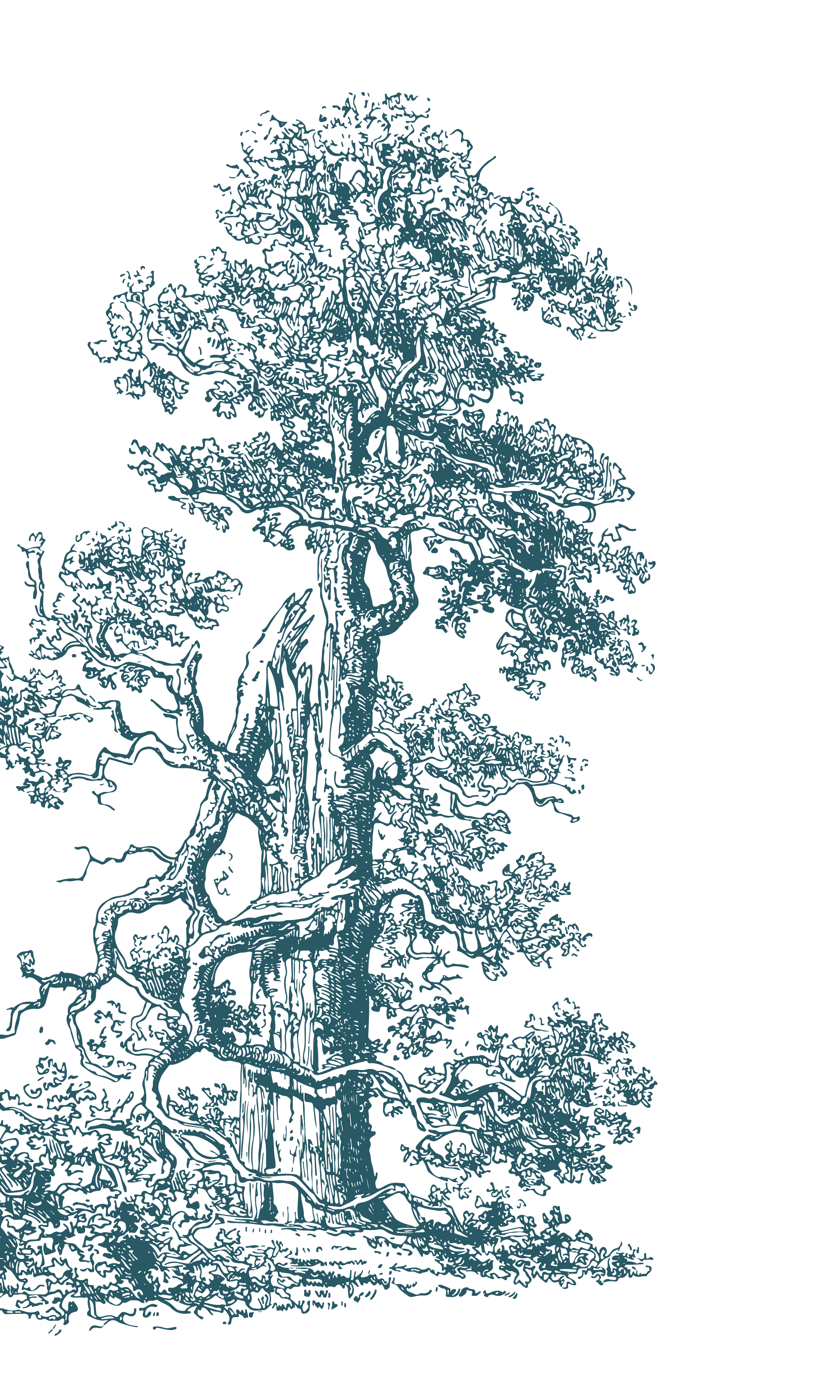 Line drawing of a tall, sprawling oak tree with multiple branches and foliage.