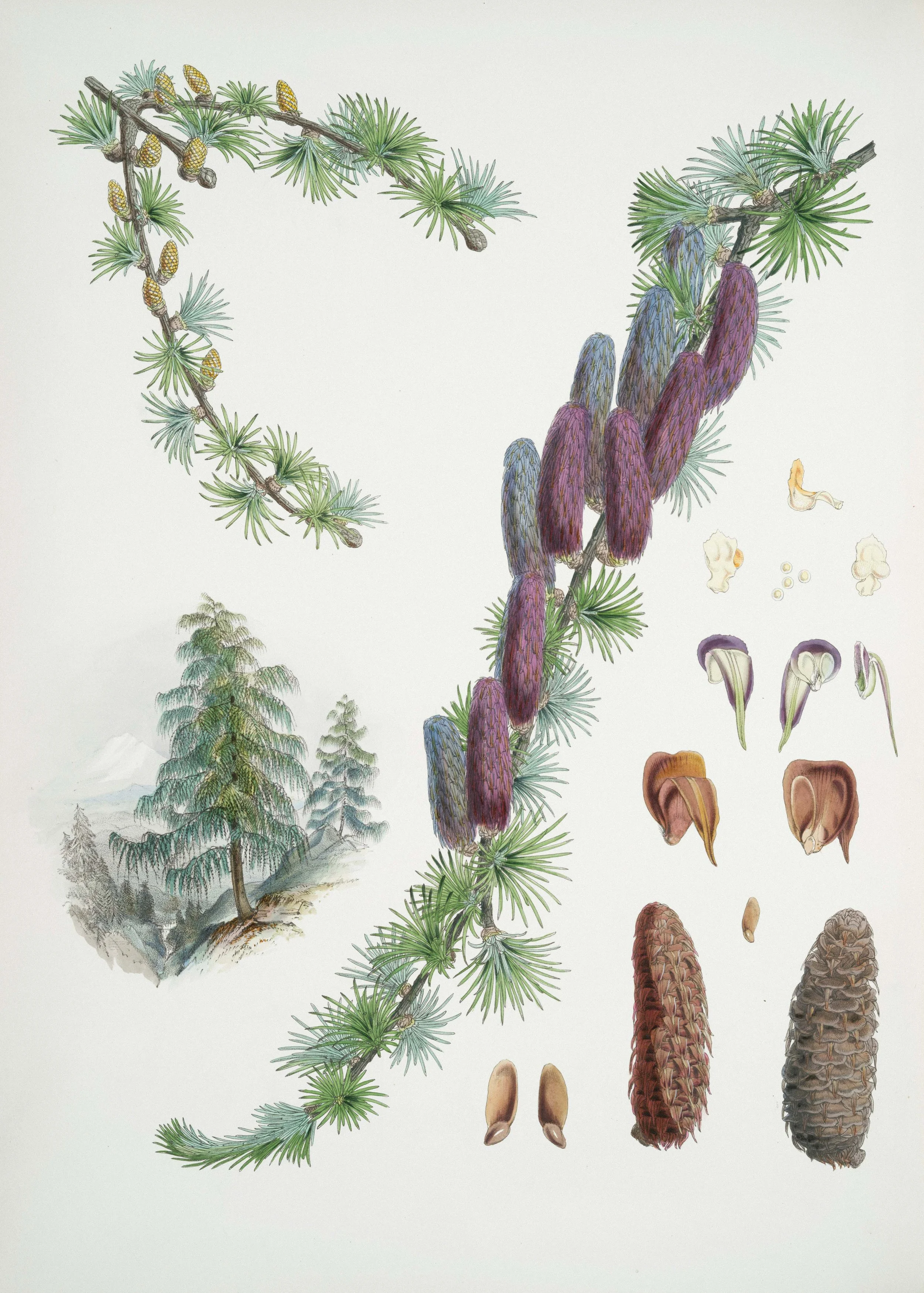 Illustration of pine tree branches with cones, detailed pine seeds, and a distant mountain landscape.