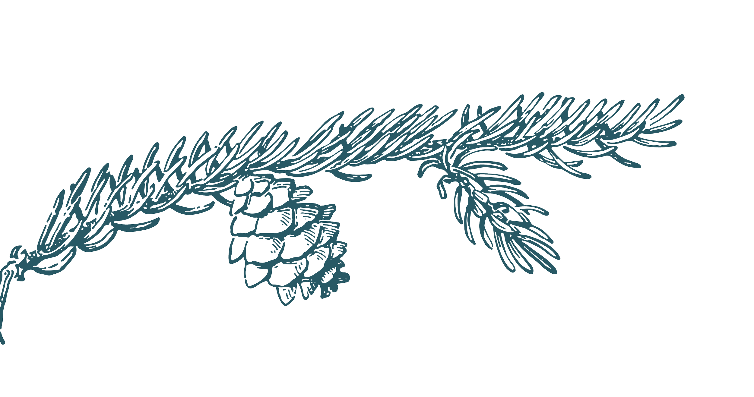 Outline drawing of a pine branch with needles and pinecone.