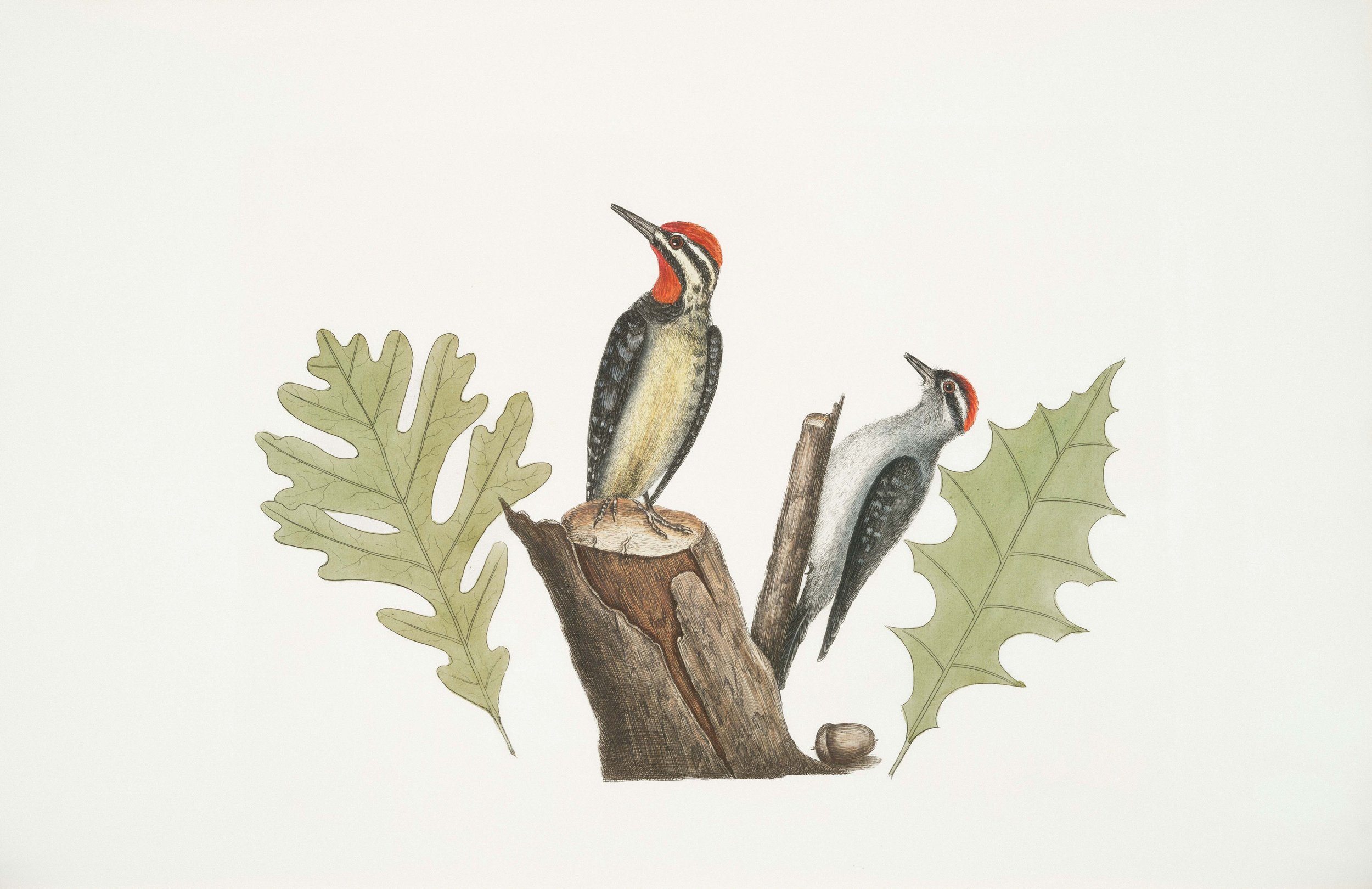 Illustration of two woodpecker birds perched on tree stumps with oak leaves in the background.