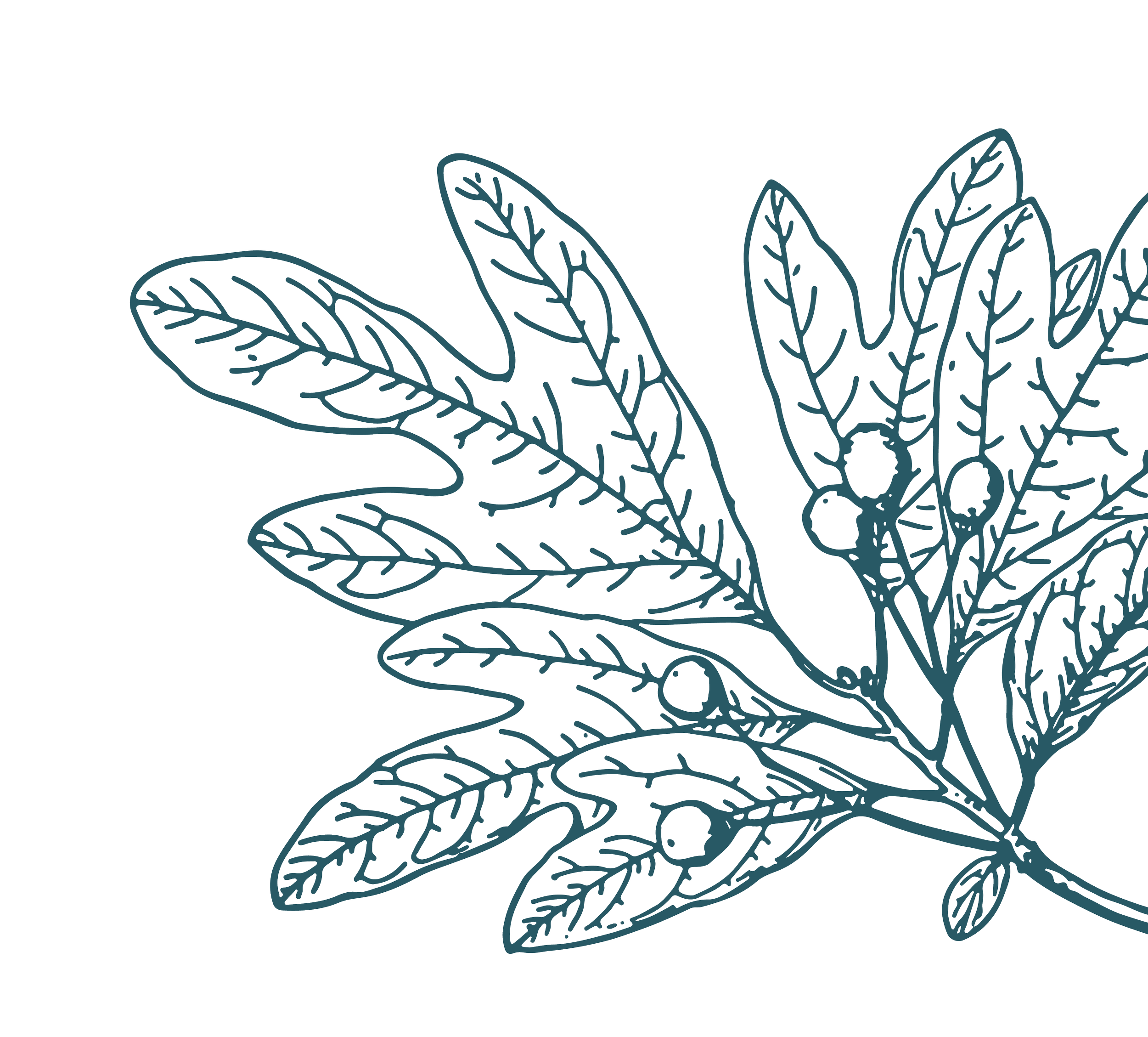 Outline drawing of an oak branch.