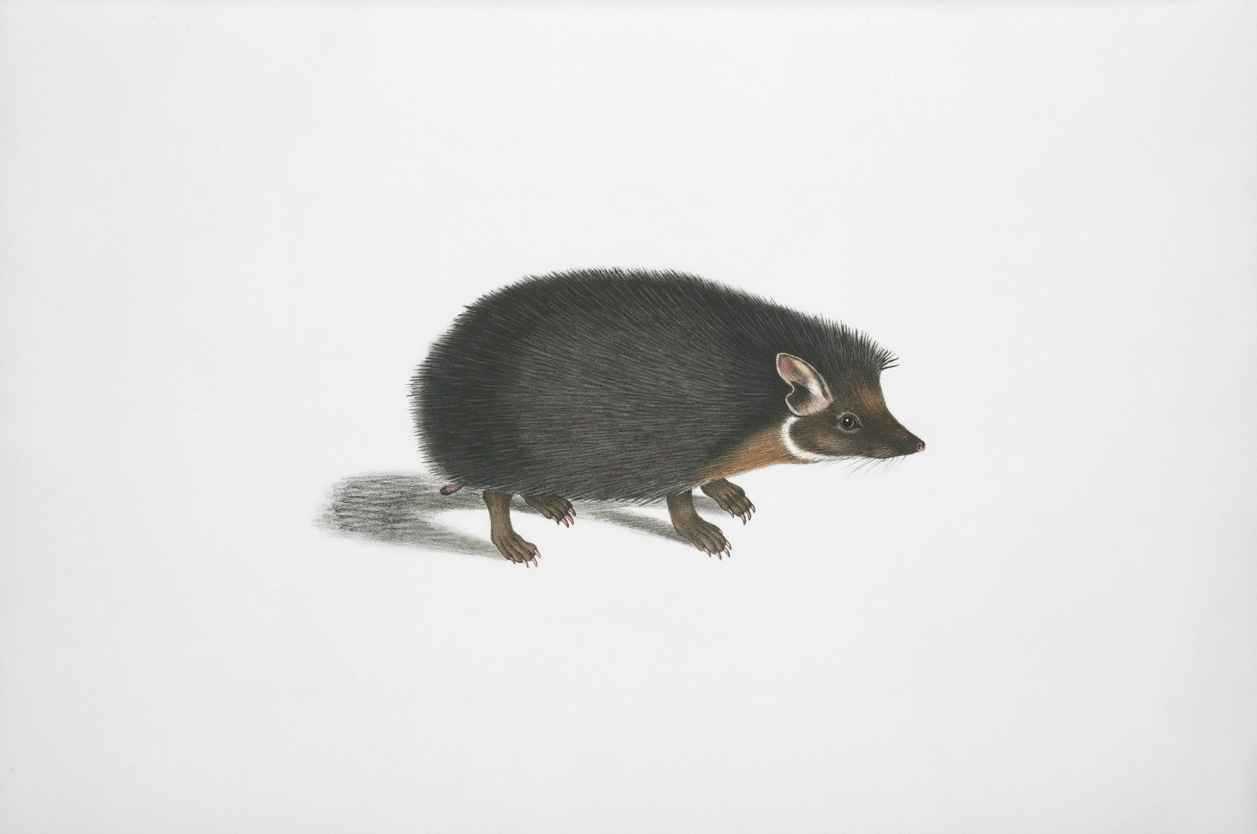 Illustration of a hedgehog with a long snout, dark fur, and a small body, casting a shadow on a plain white background.