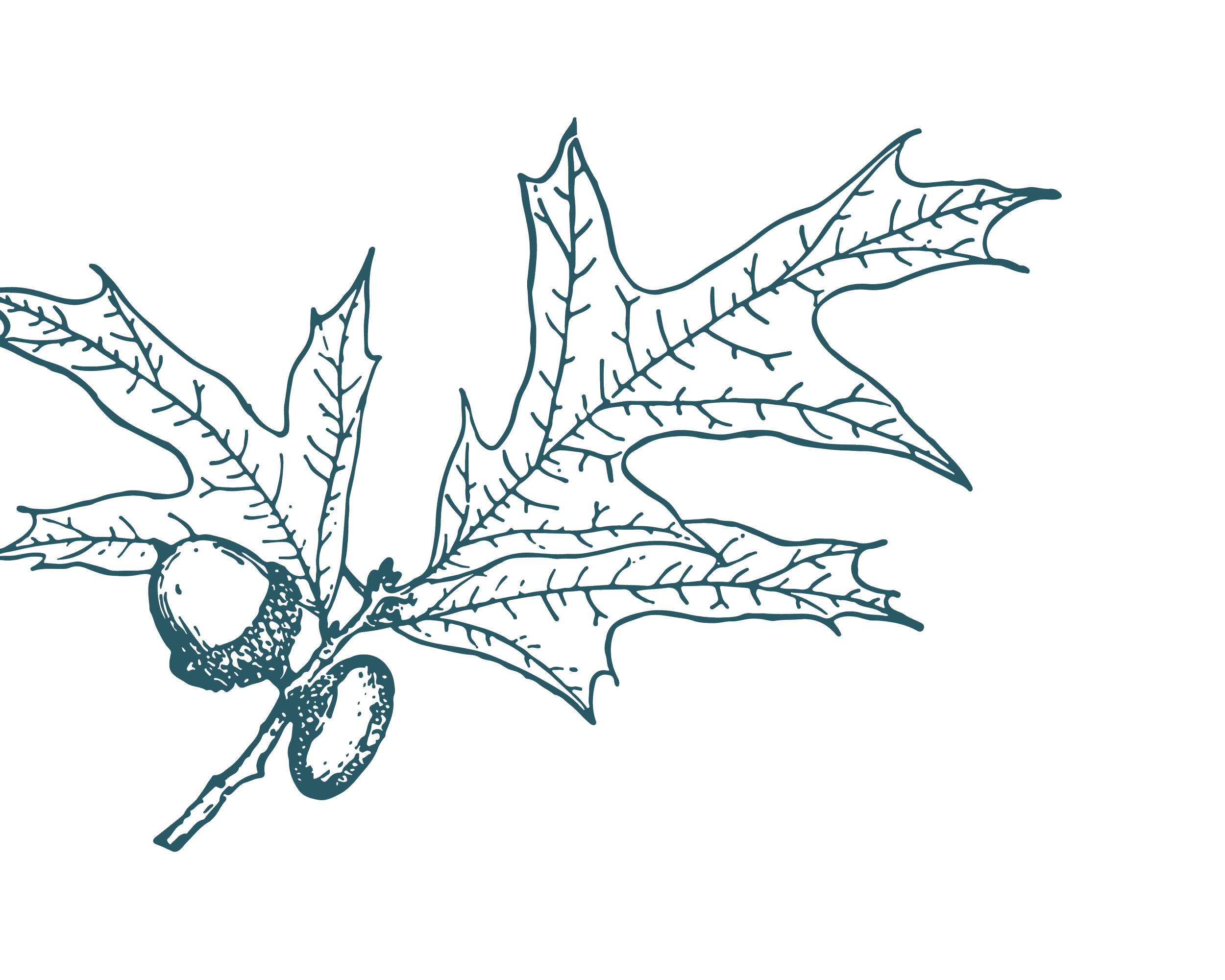 Illustration of an oak branch and acorns.