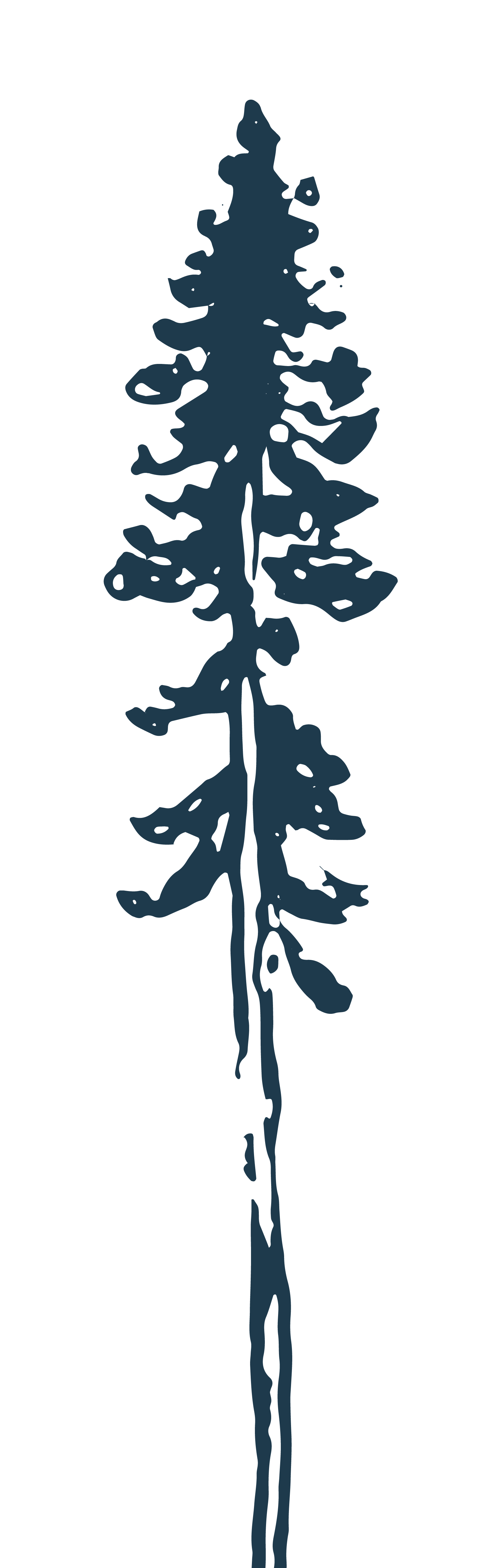 A silhouette of a tall pine tree.