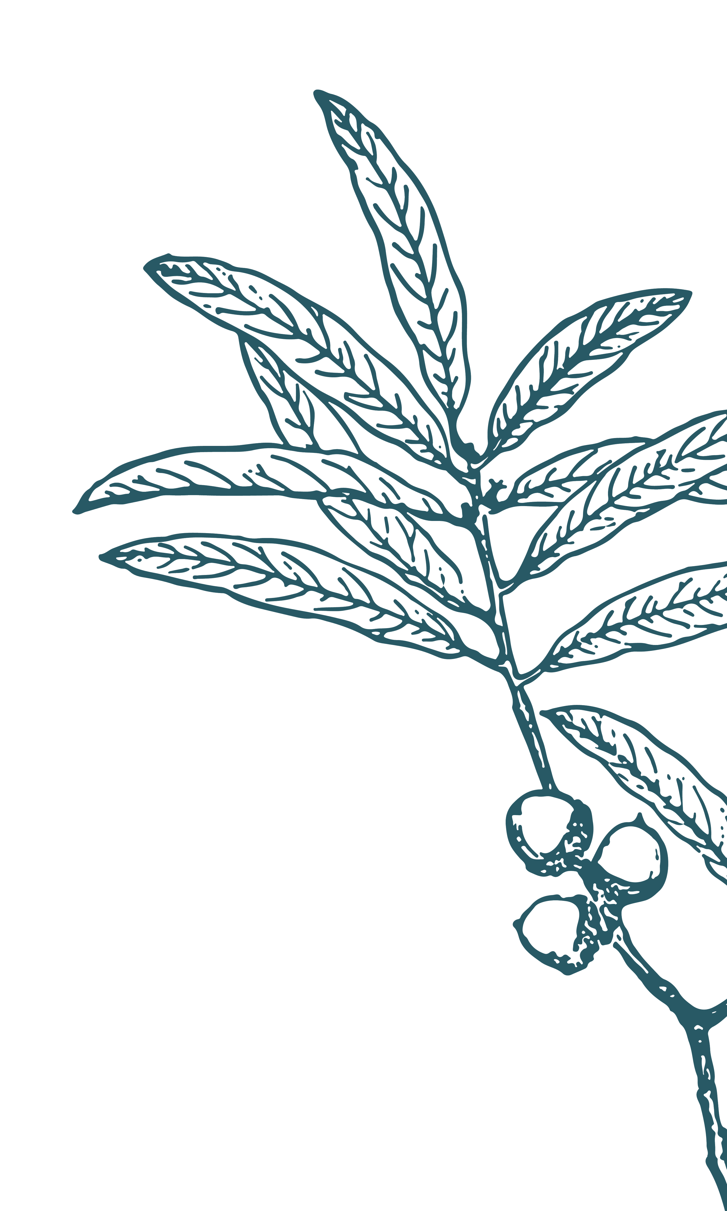 Illustration of an oak branch and acorns.