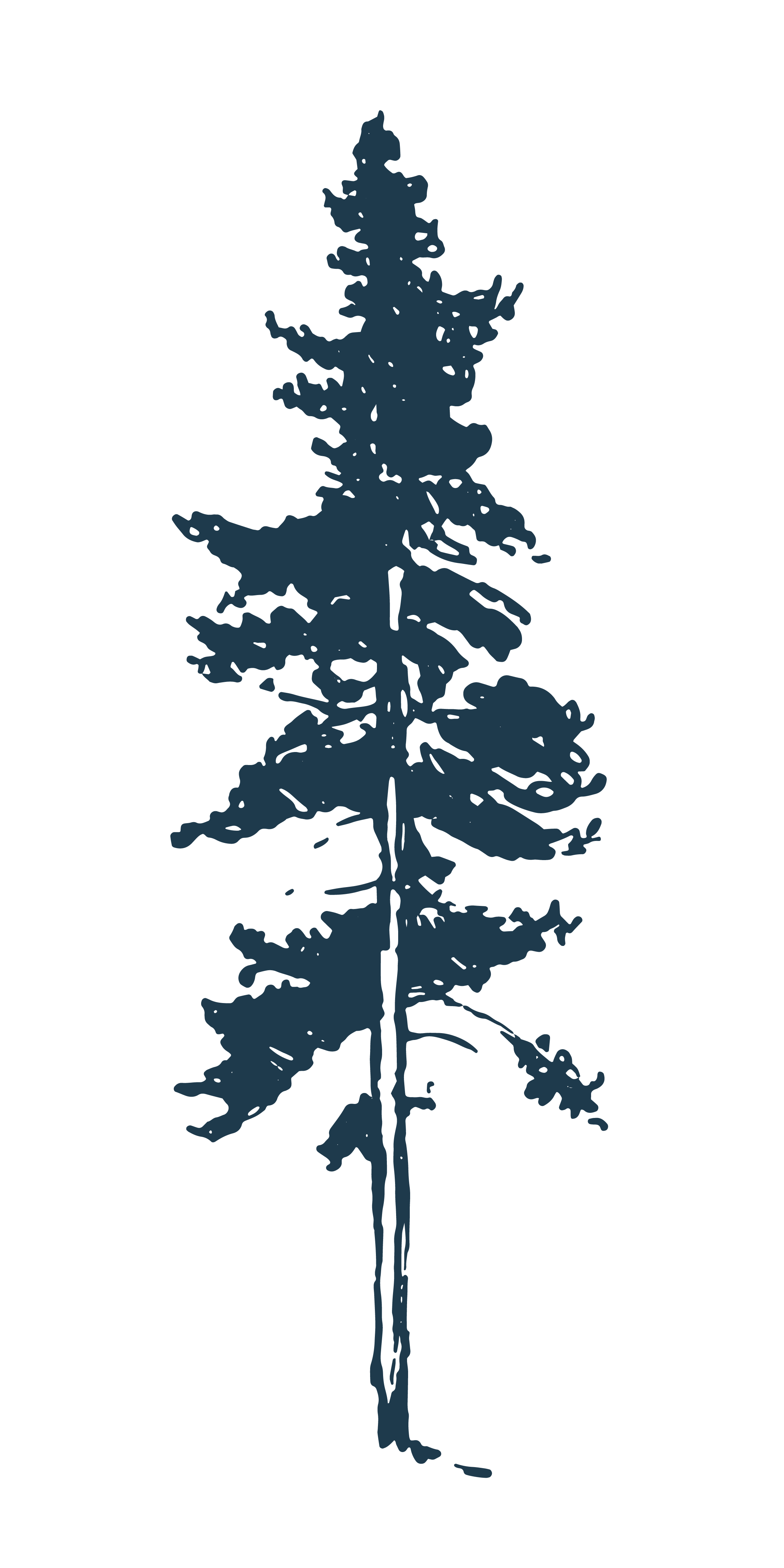 Silhouette of a pine tree.