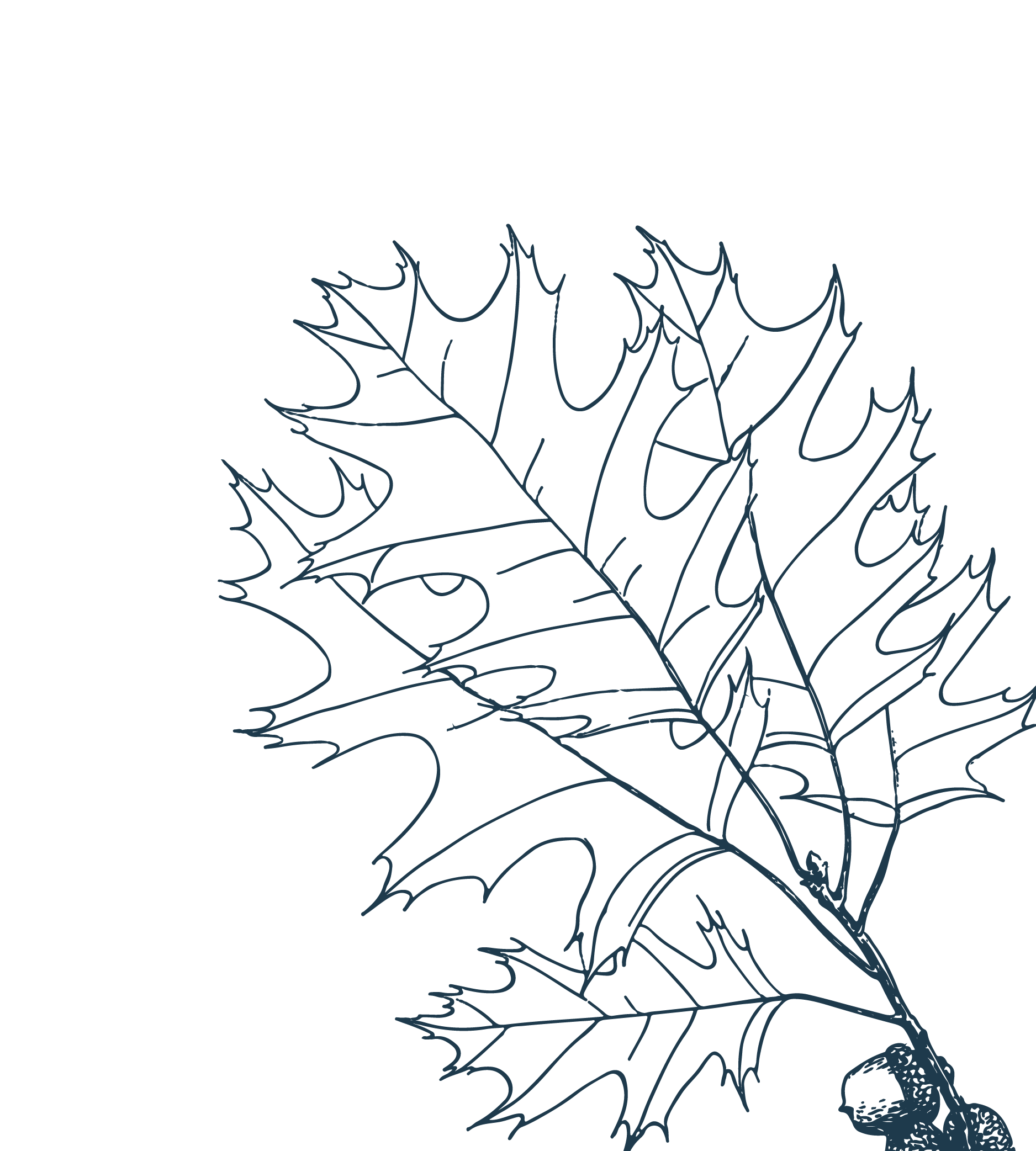 Illustration of an oak leaf and acorns.