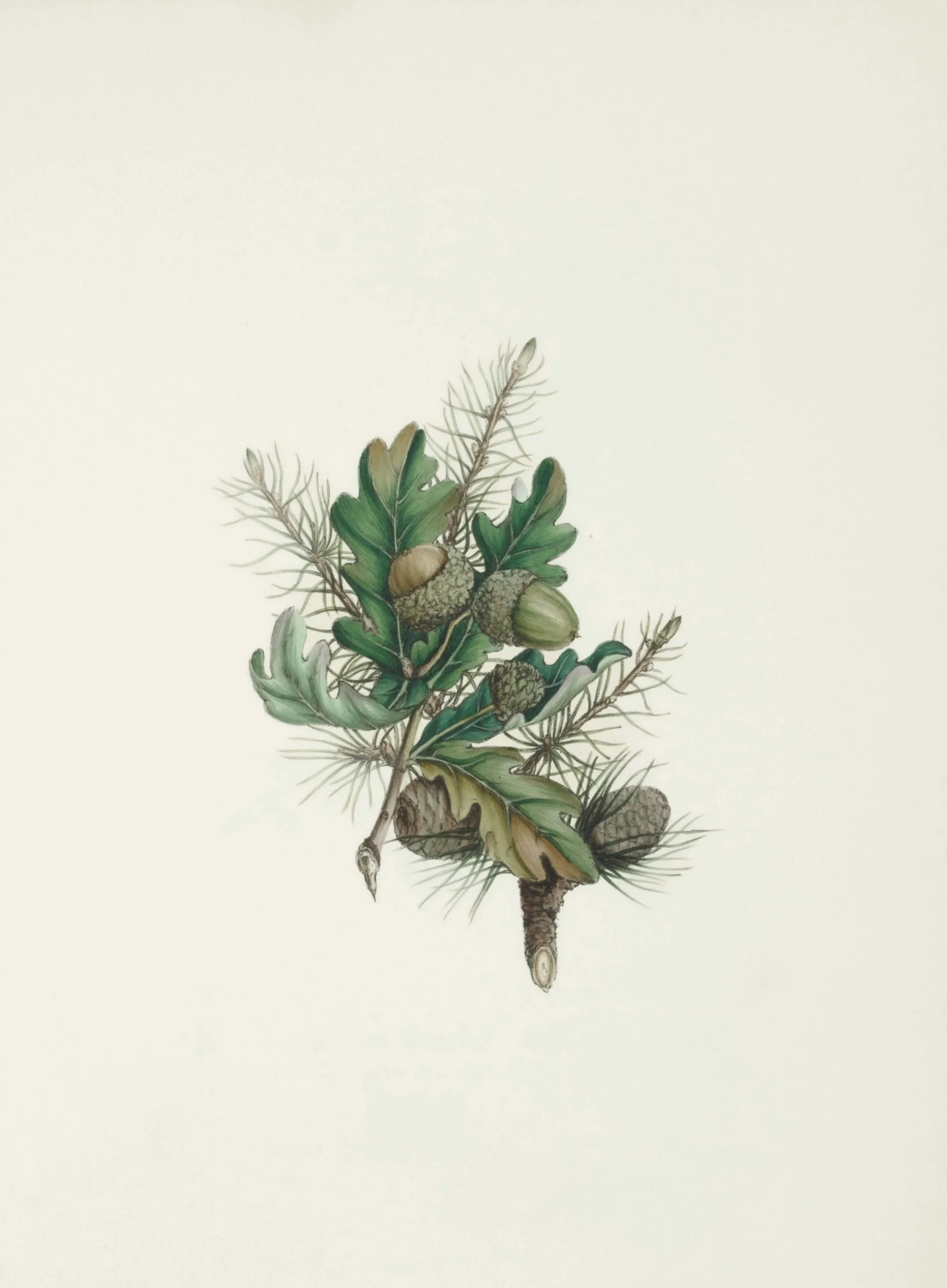 Drawing of an oak branch with green leaves and acorns overlapping with a pine branch and pinecones.
