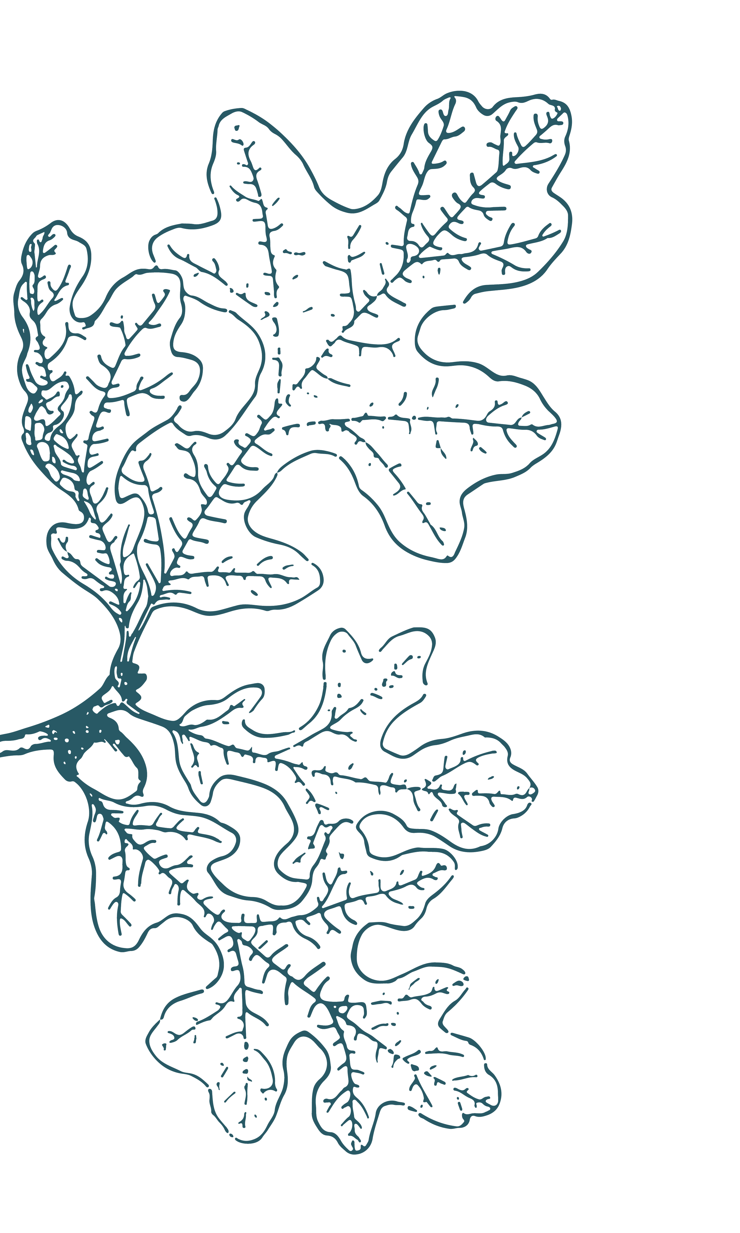 Illustration of oak leaves and branches.