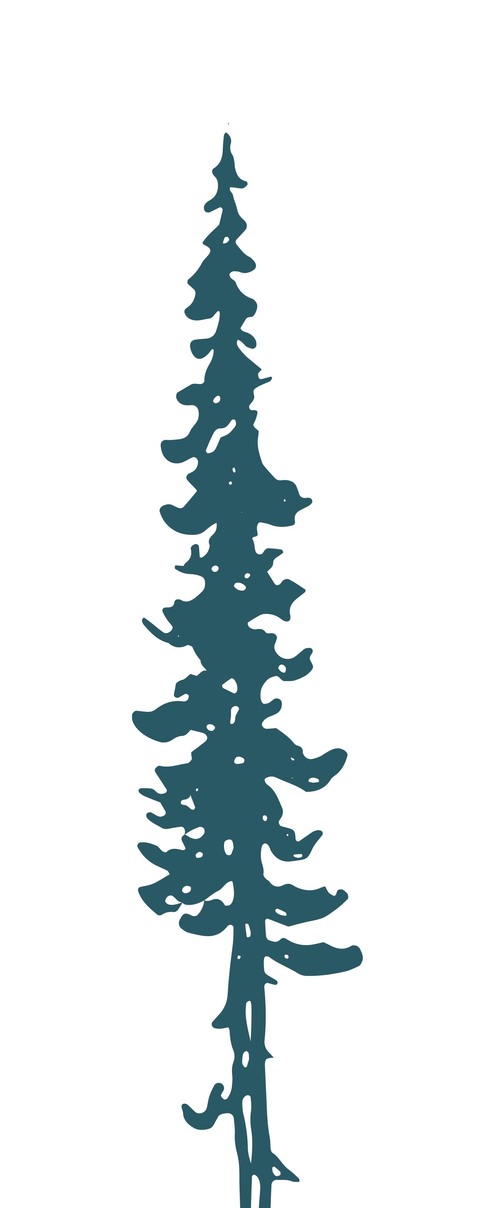 Illustration of a blue pine tree silhouette.
