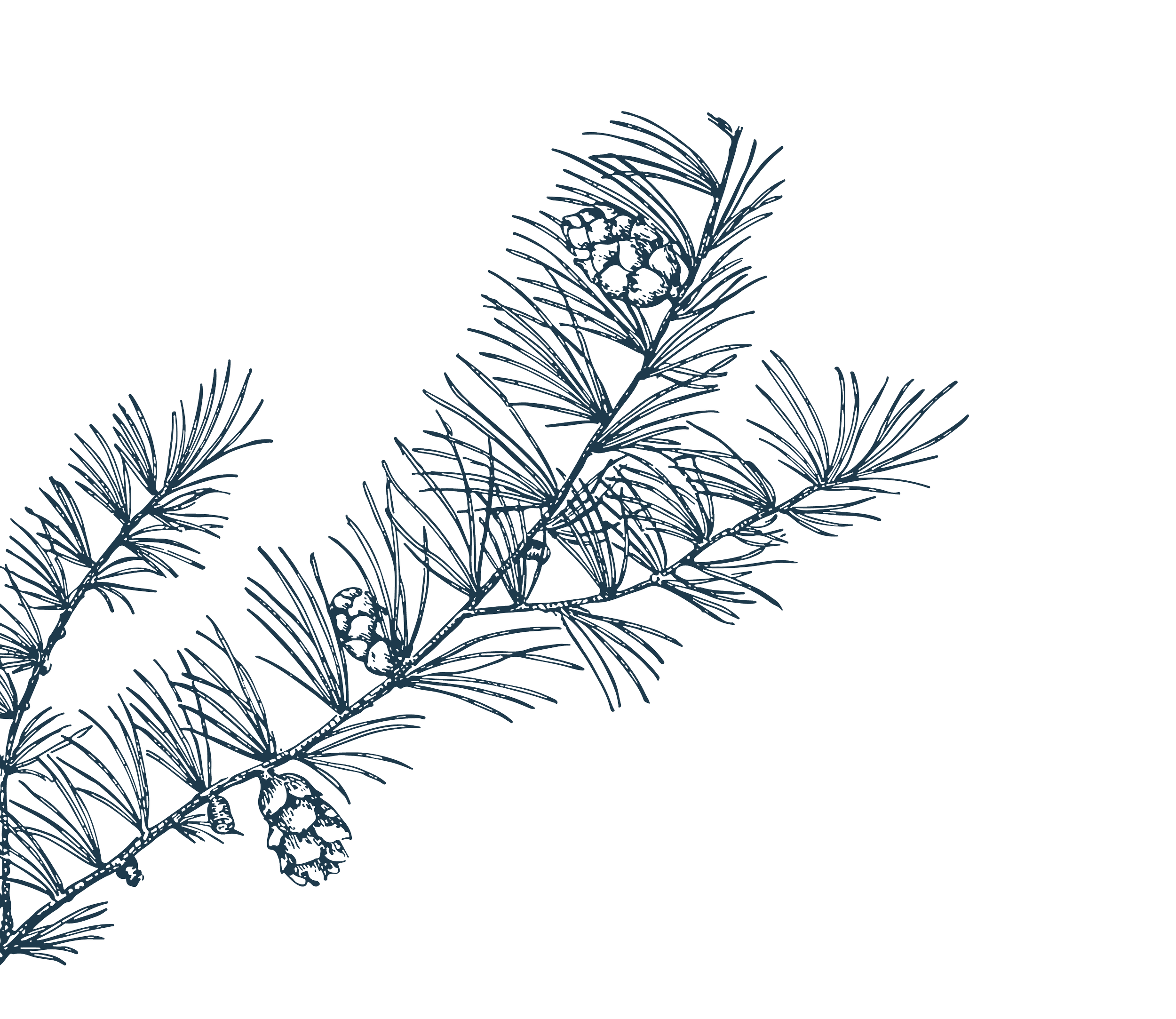 Illustration of pine tree branches with cones.