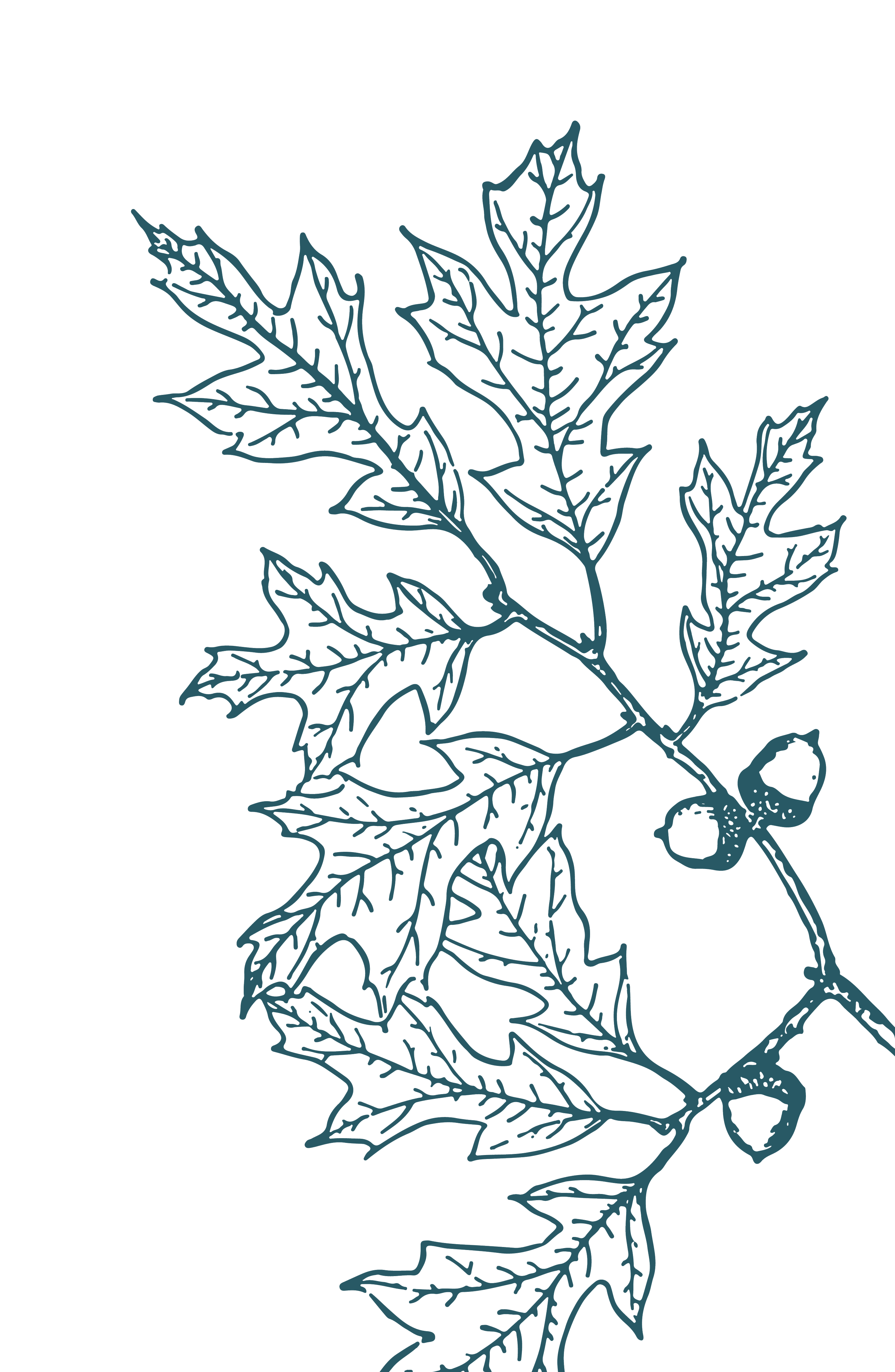 Illustration of an oak branch and acorns.