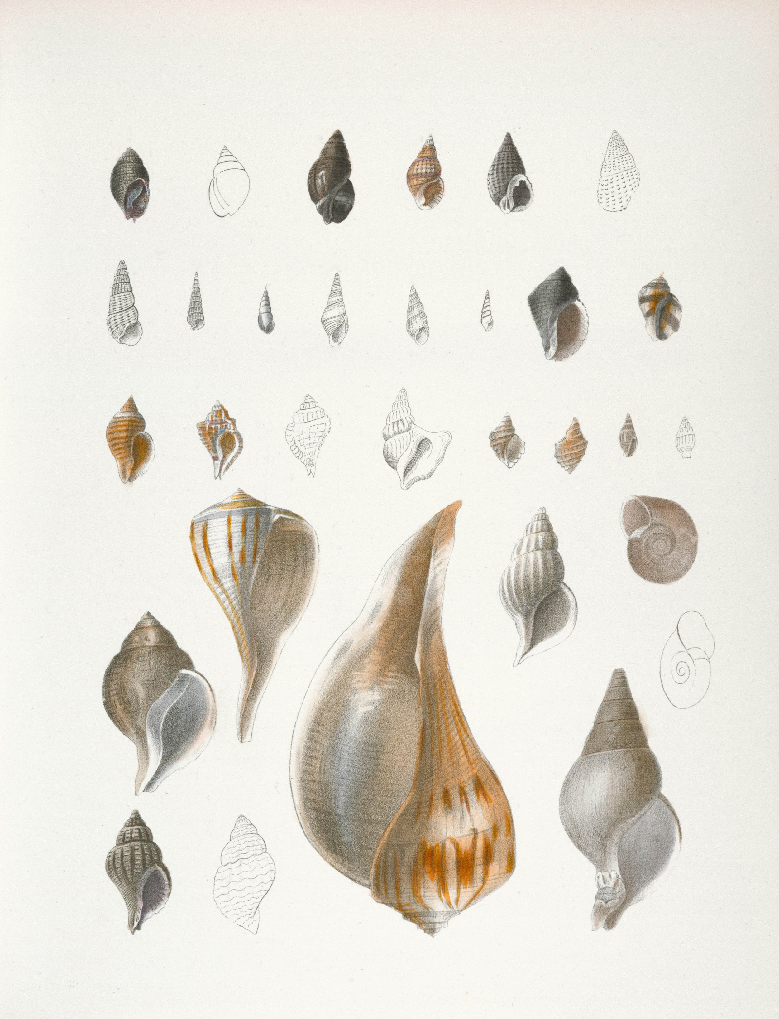 Collection of various illustrated seashells arranged in rows on a white background.