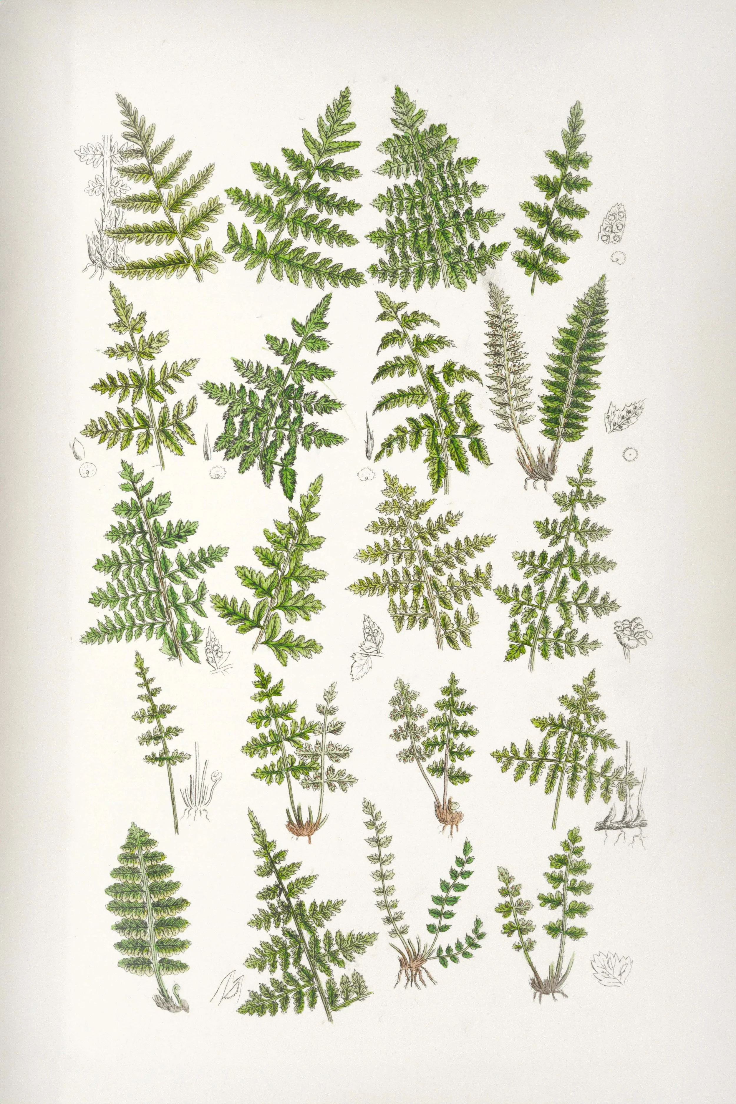 Illustration of various fern plant specimens with green leaves and detailed roots, some with black-and-white sketches of fern parts.