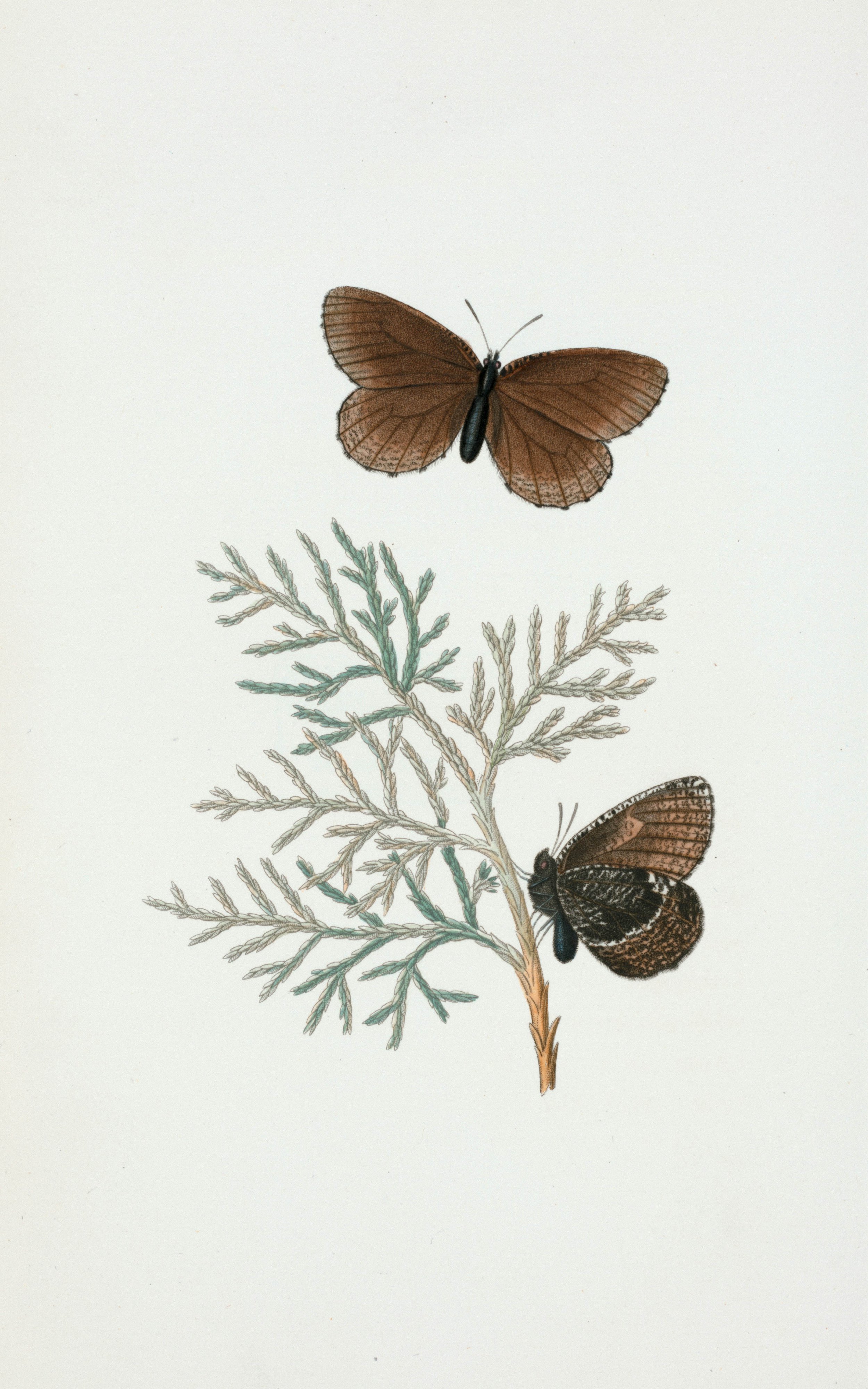 Illustration of two butterflies on a green leafy branch, one brown and the other black with brown markings.