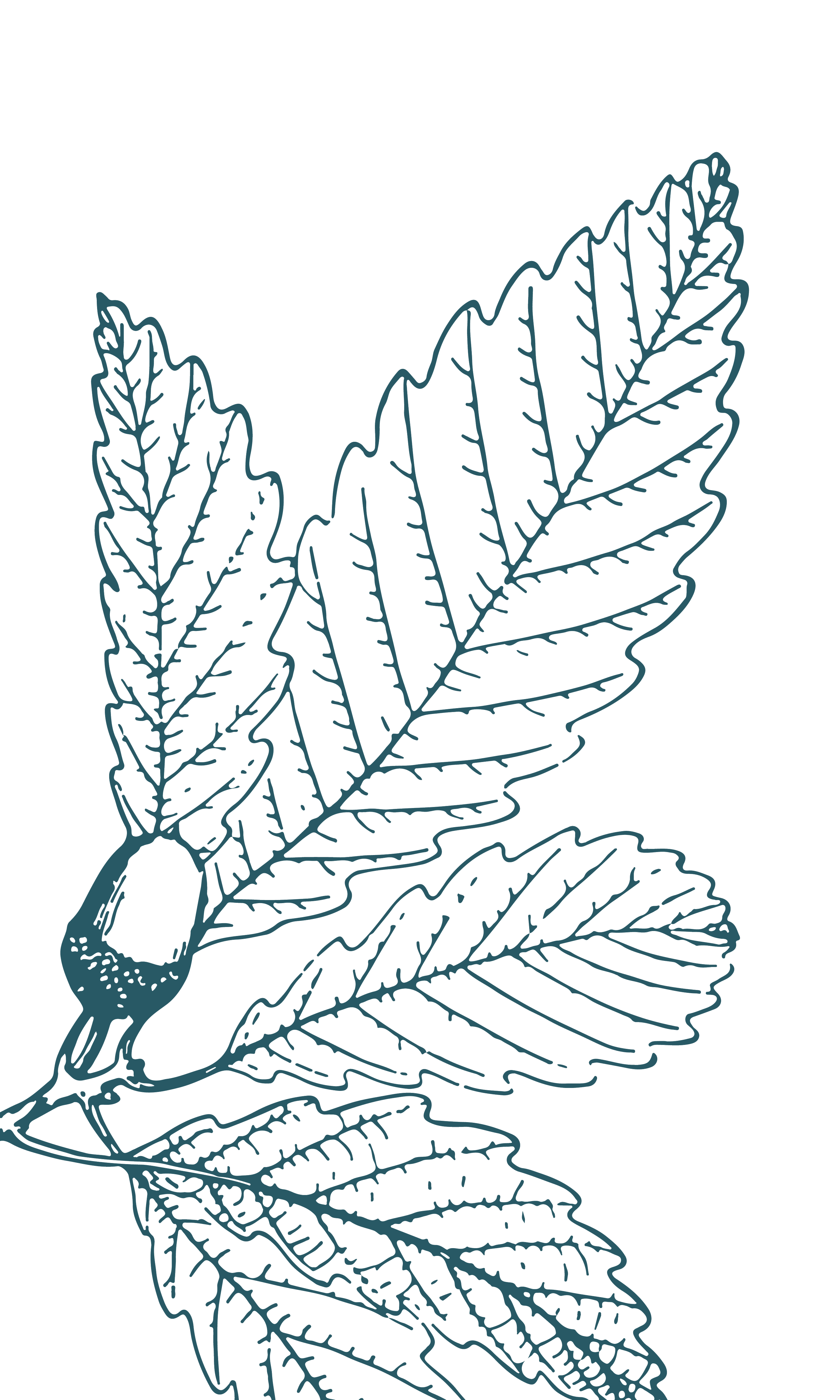 Illustration of an oak branch and acorns.