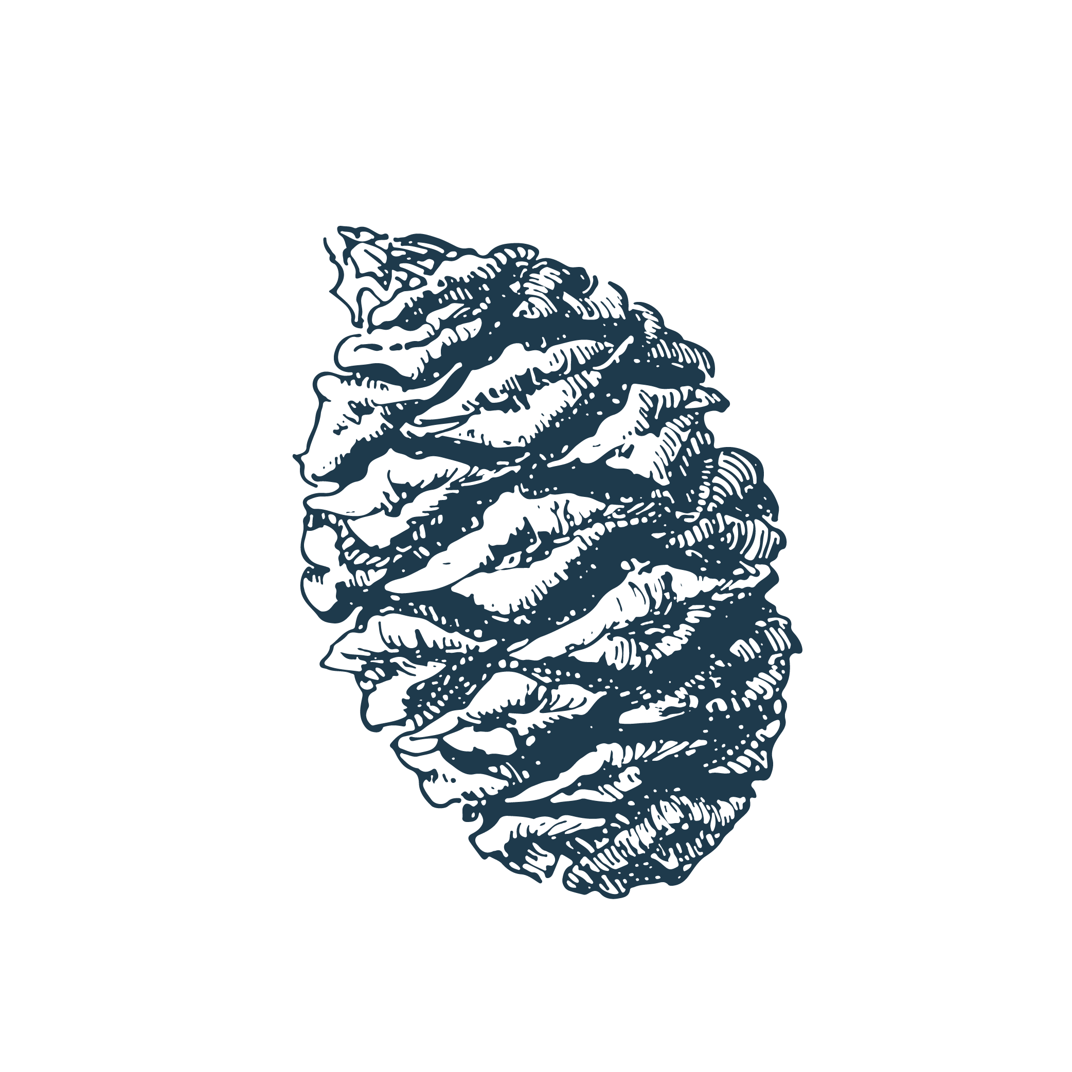 Simple outline illustration of a pine cone.