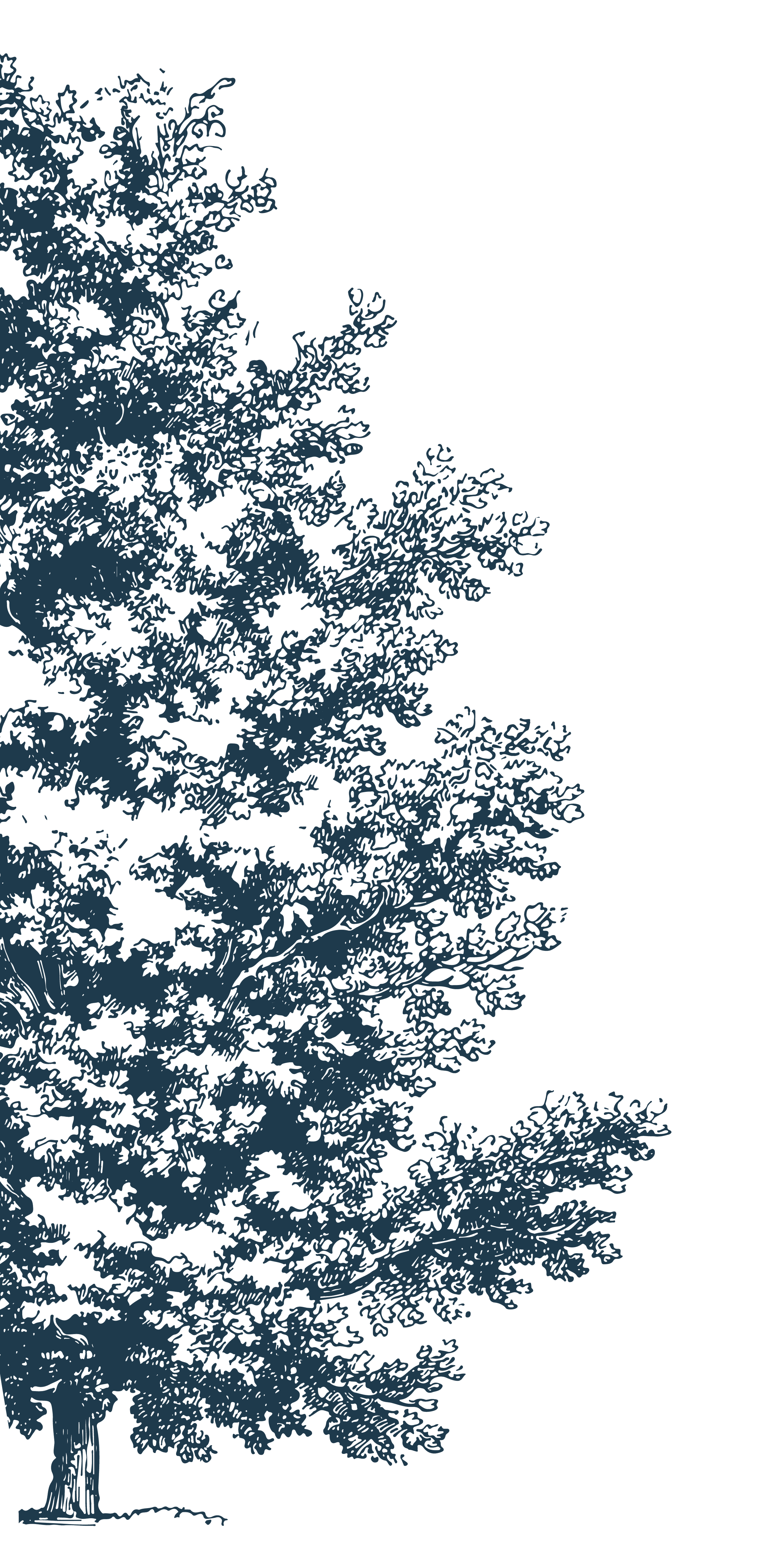 A detailed illustration of a large, mature oak tree with many branches and leaves.