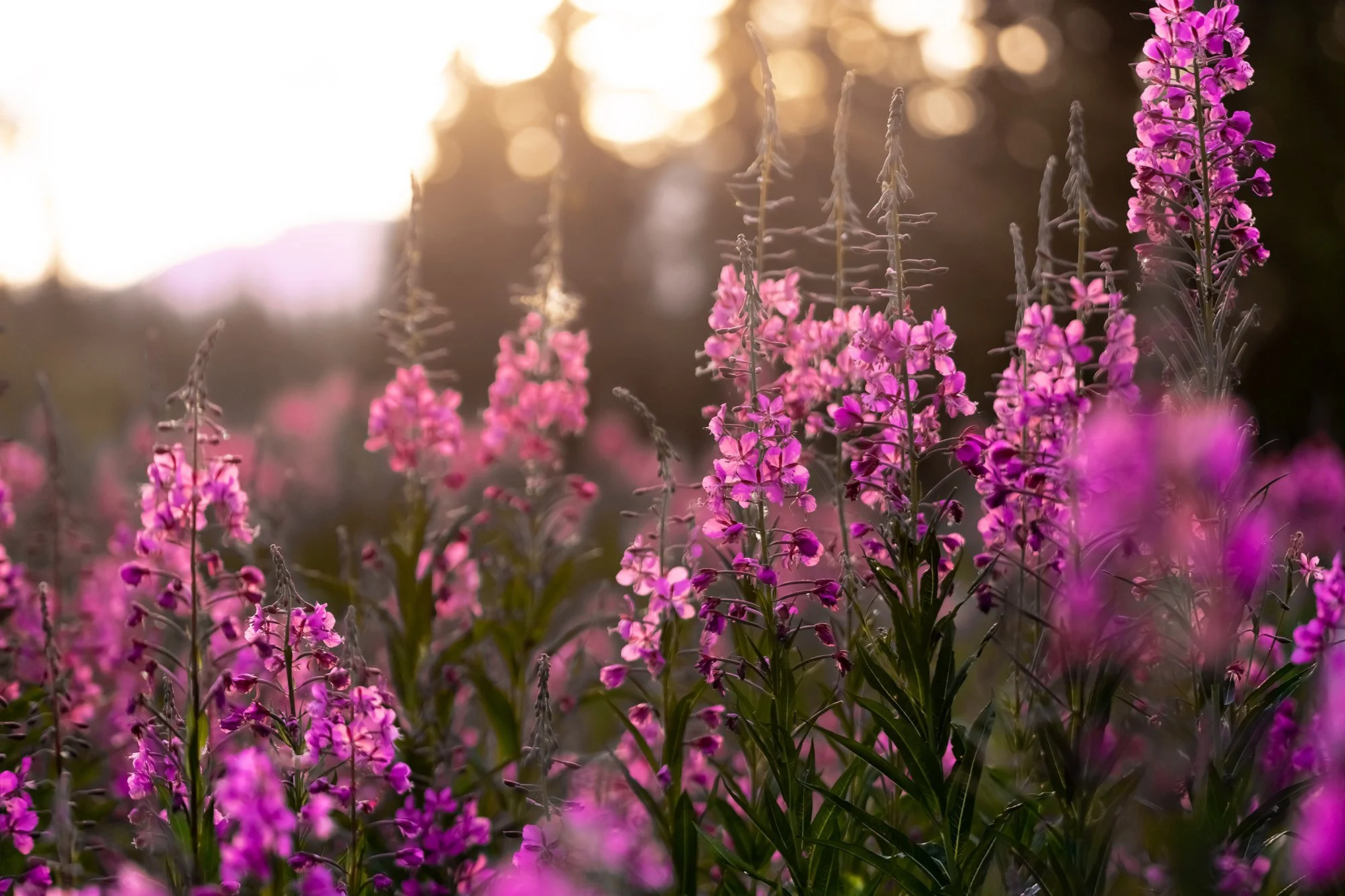 Field of pink and purple wildflowers at sunset with blurred background.