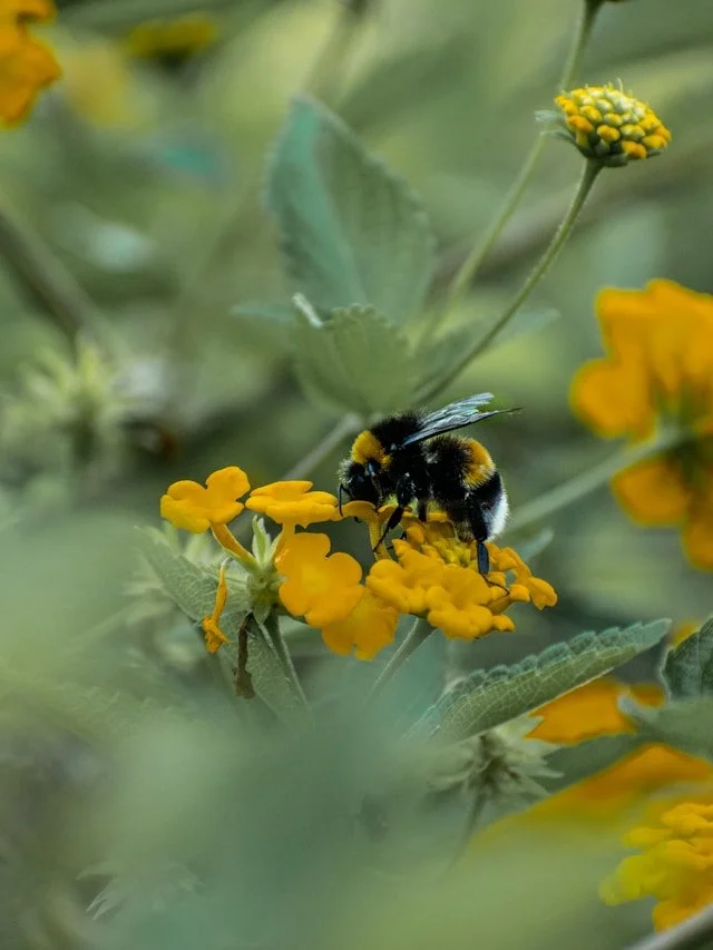 A bee with black and yellow stripes collecting nectar from bright yellow flowers in a green garden.