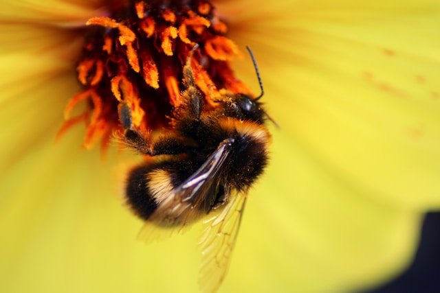 Close-up of a bee on a yellow flower with orange stamens.