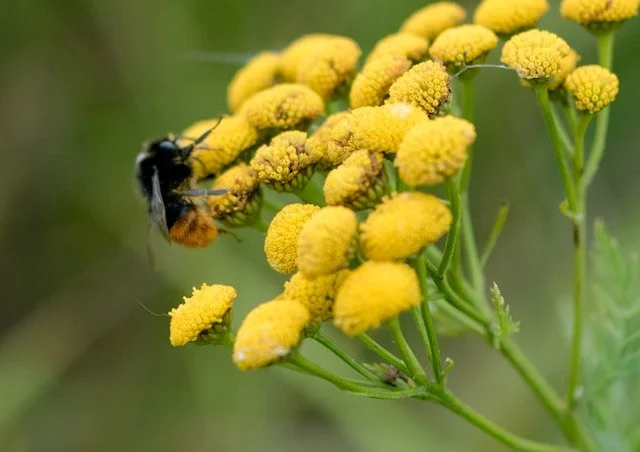 A bee collecting nectar from small yellow flowers.