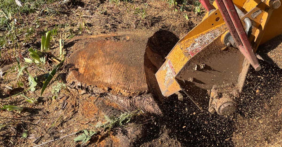 Stump grinding service in Knoxville TN
