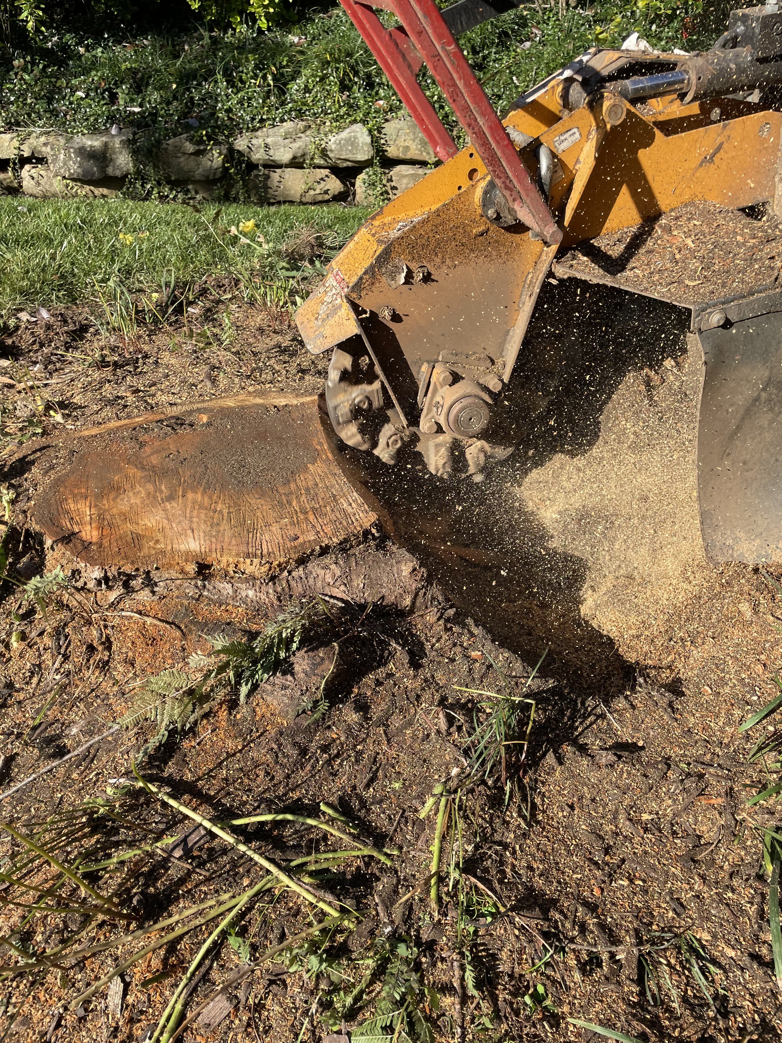 Stump grinding service in Knoxville TN