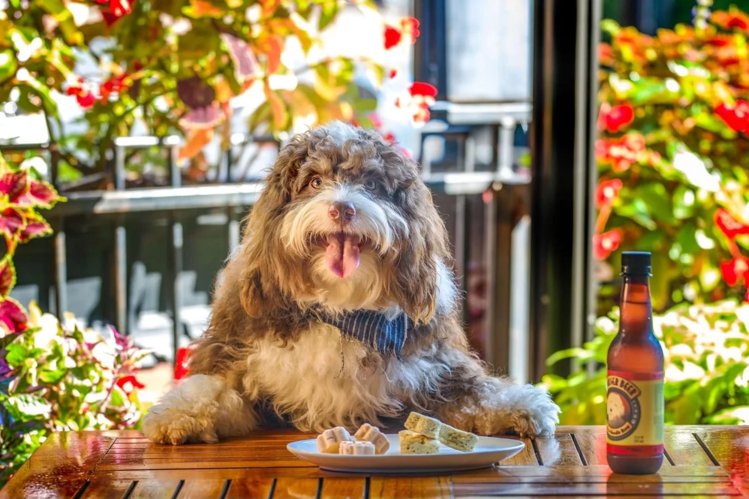 The Ultimate Guide to Dog-Friendly Asheville