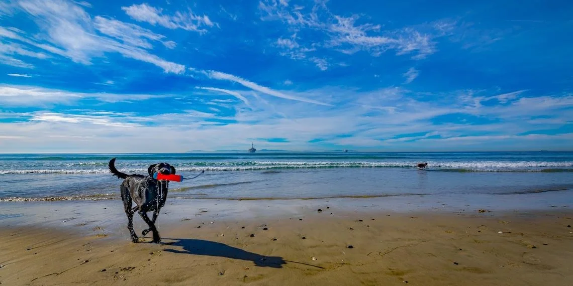 The Ultimate Dog-Friendly Guide to San Diego