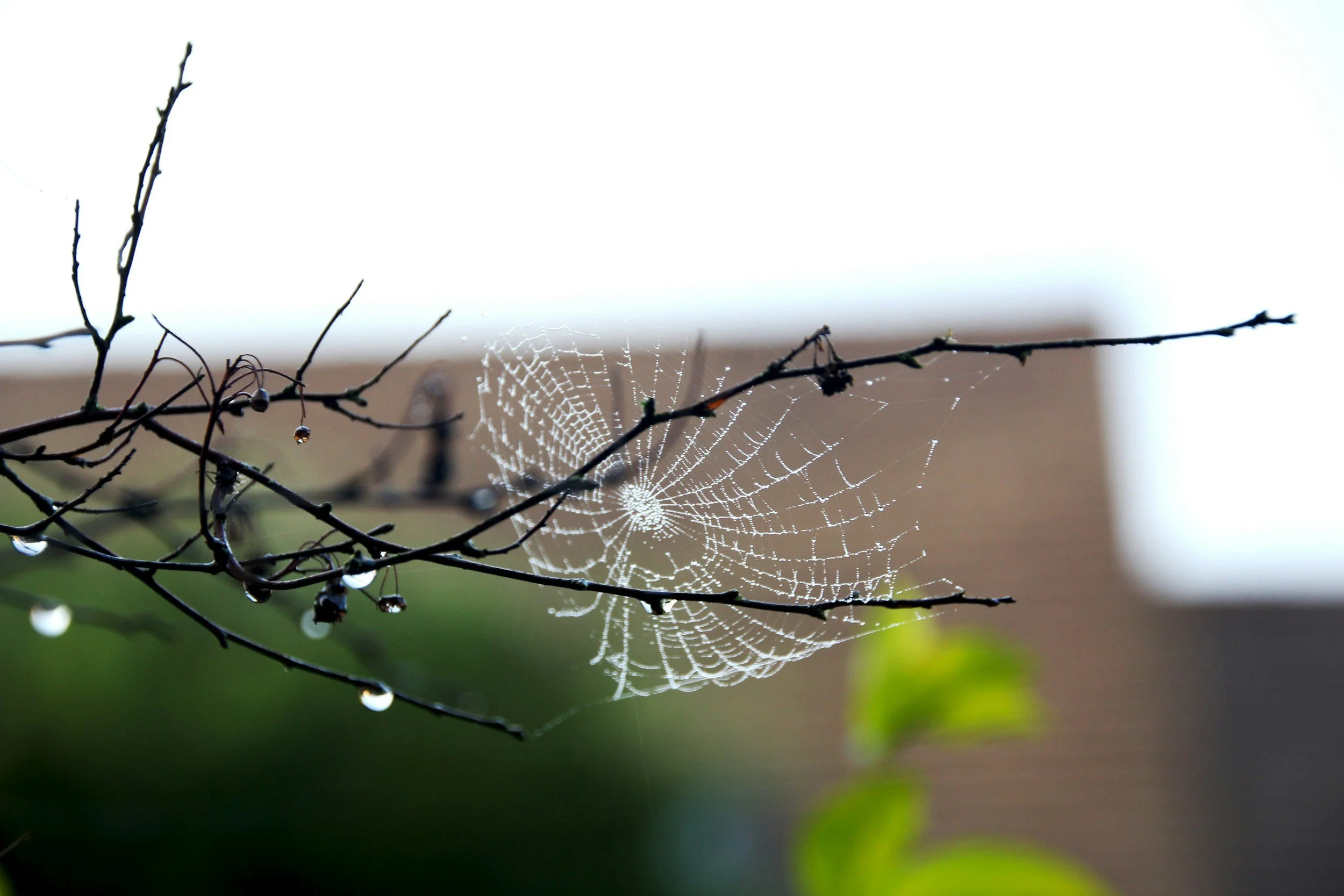 Spinnennetz an dünnen Zweigen mit Wassertropfen, im Hintergrund unscharf, wahrscheinlich draußen