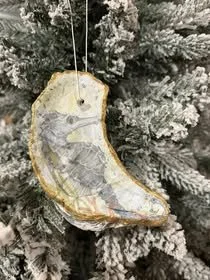 Crescent Seahorse  shell Ornament