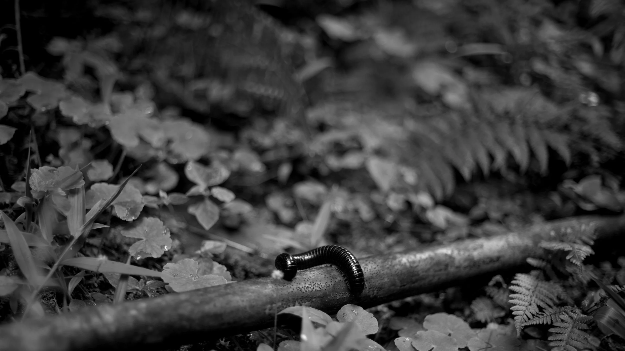 SDIM4231.jpg