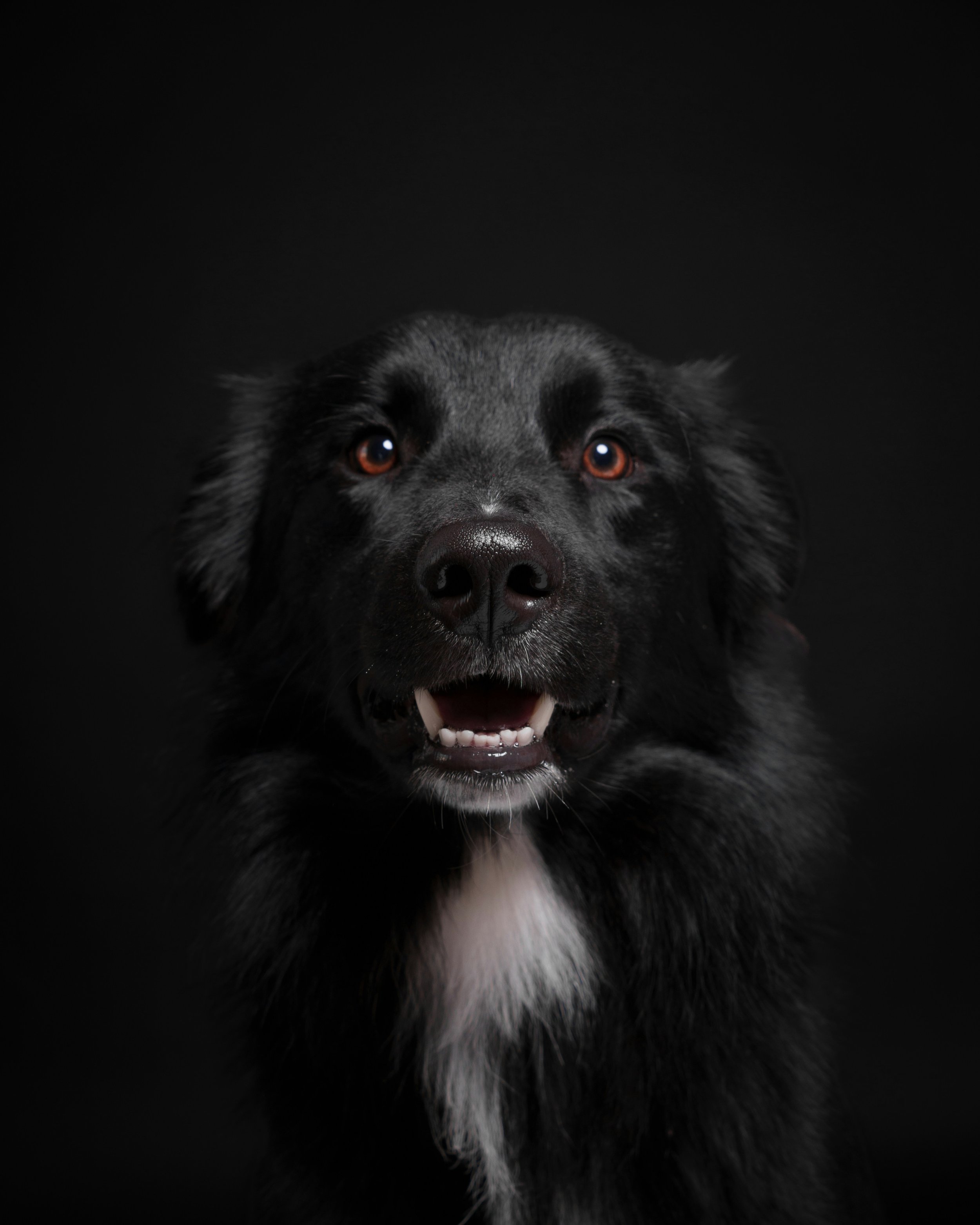Close-up of a happy black dog with a white patch on its chest, looking directly at the camera against a dark background.