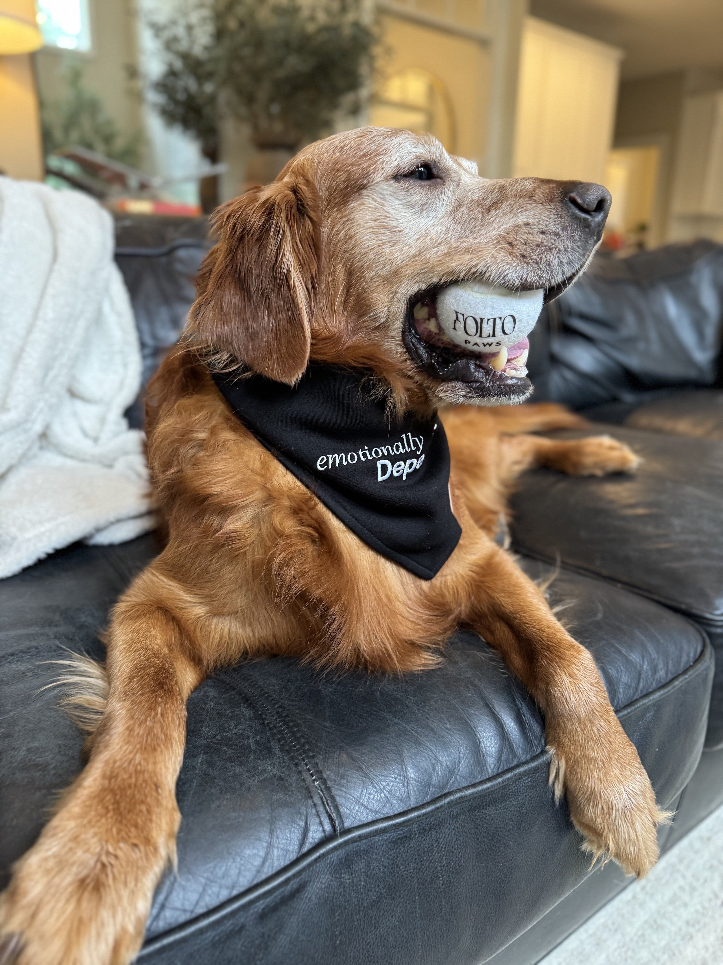 The Emotionally Dependent Bandana