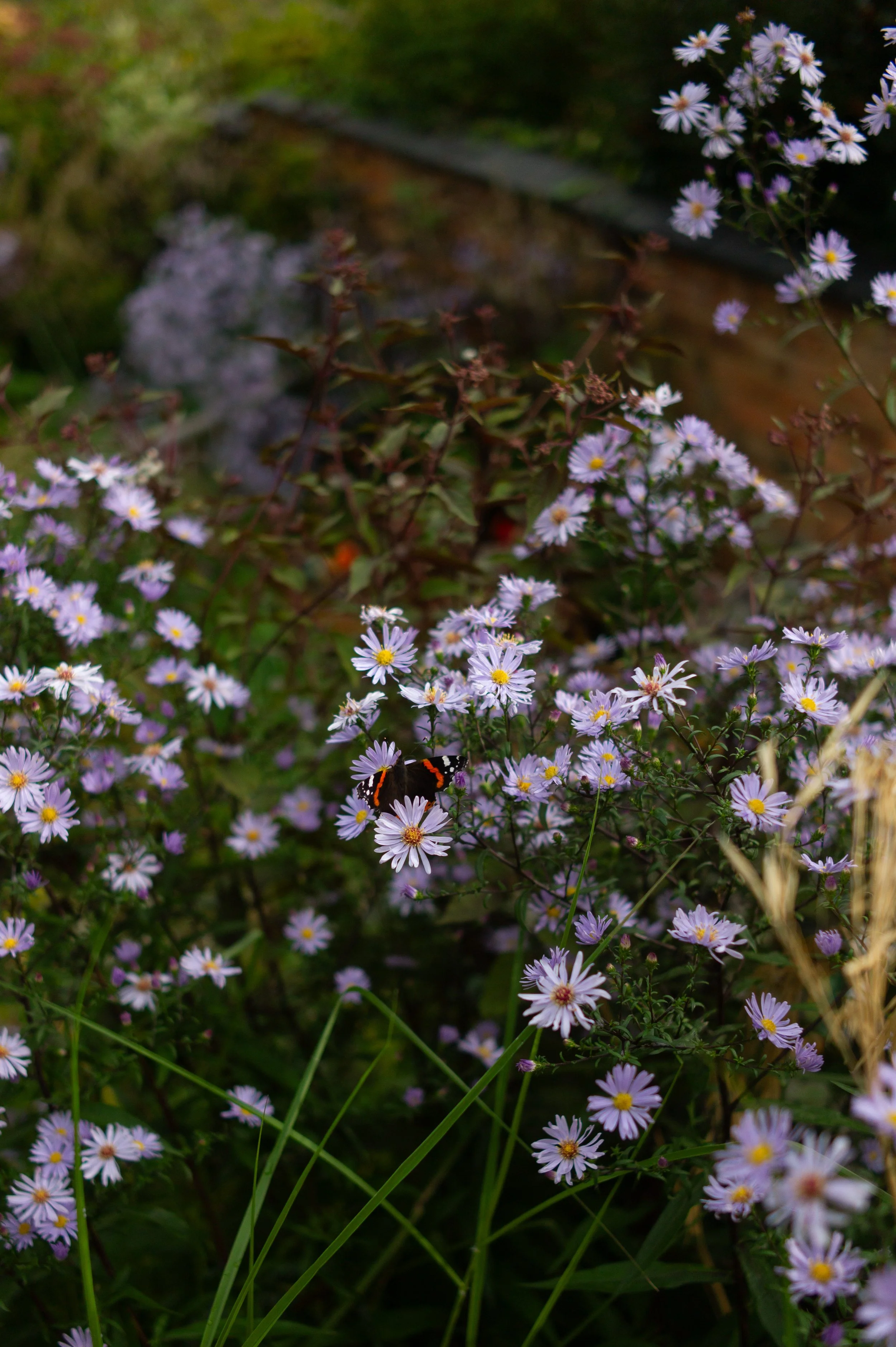 A butterfly on a cluster of purple and white daisies in a garden.