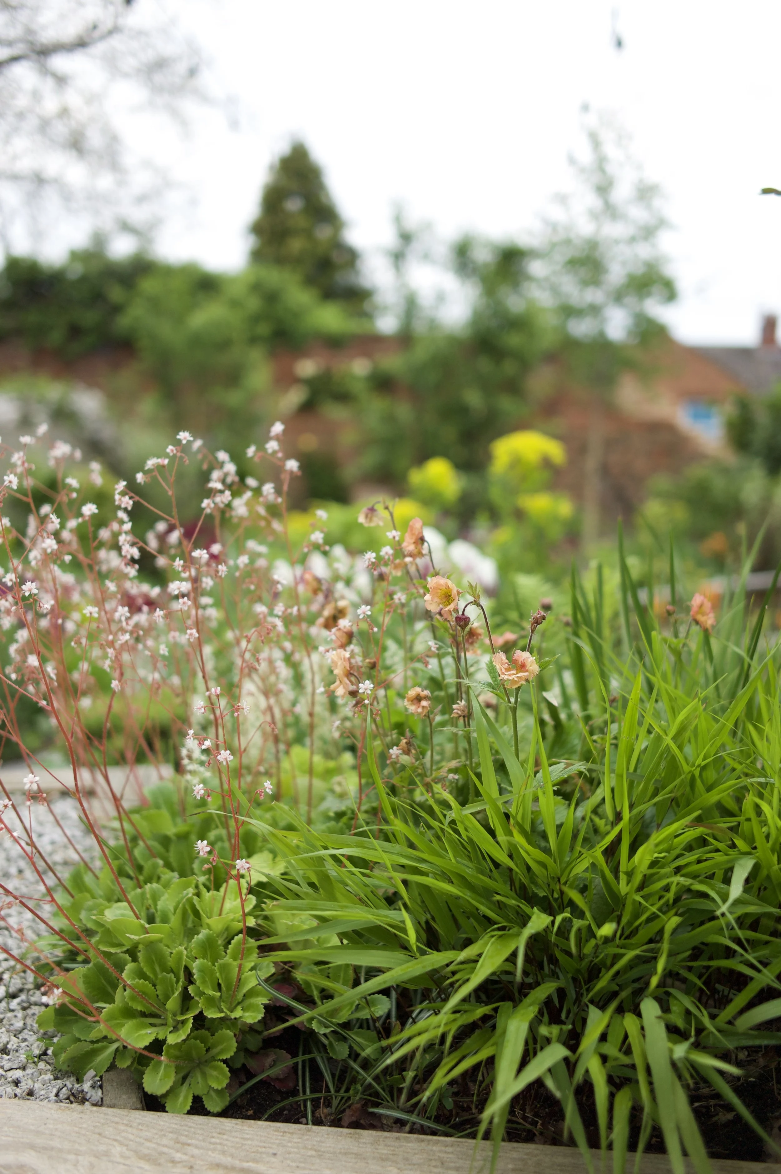 A garden with green plants, including pink flowers and grass, in a backyard with trees and a house in the background.