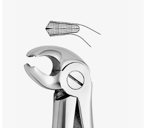 TOOTH FORCEPS N.24 - 2500/24