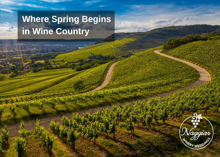 Spring Wedding Venues Near Sacramento: Naggiar Vineyards