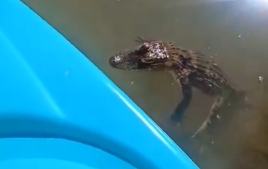 The Alligators of Pittsburgh