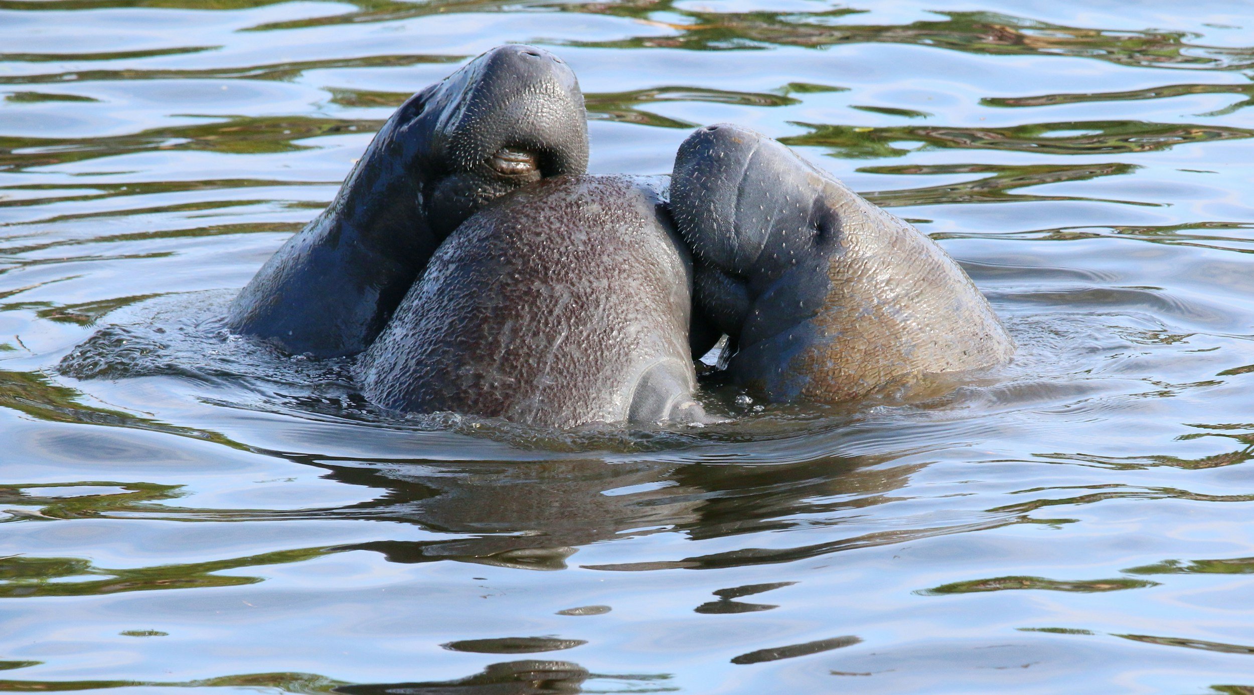 Three manatees partially submerged in water, engaging in a playful or affectionate interaction.