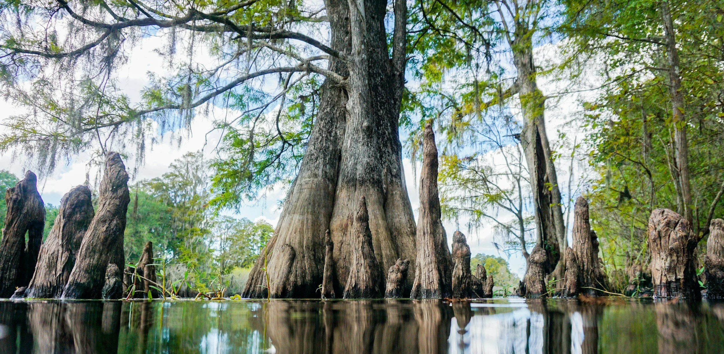 A large old cypress tree with thick, gnarled roots extending into the water. Surrounding green foliage and a partly cloudy sky are visible.