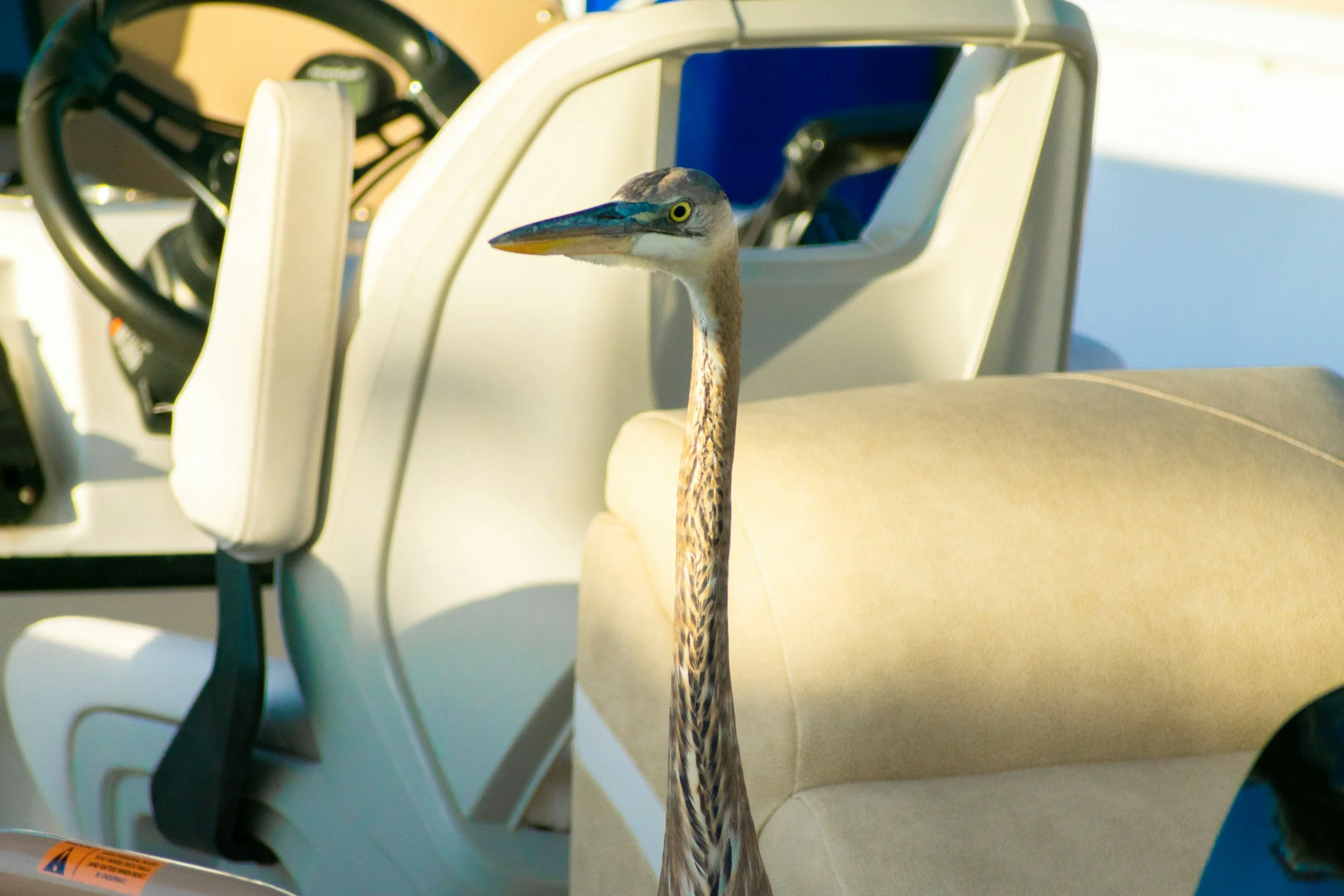A heron standing inside an airplane cabin, with a beige seat and airplane controls visible in the background.