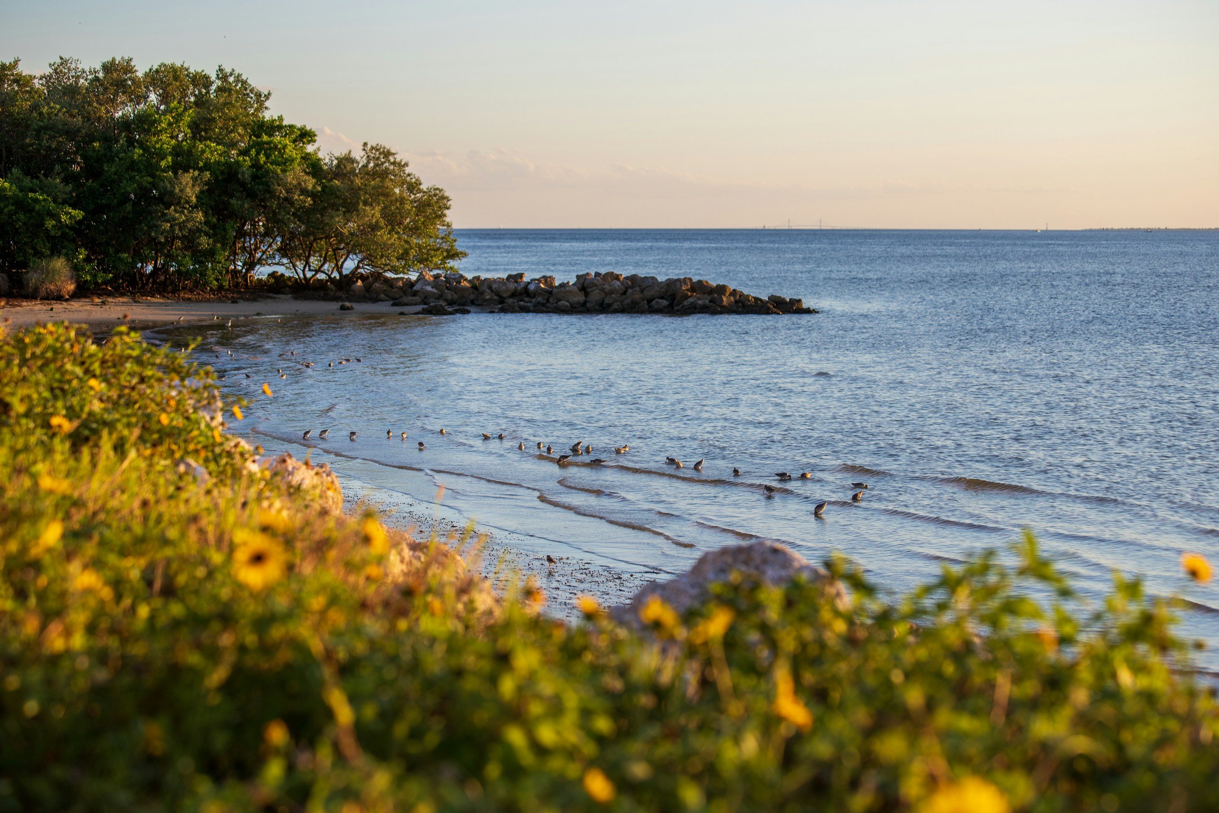 A peaceful beach scene with calm water, rocks extending into the sea, lush green trees on the left, and birds wading by the shoreline during sunset.