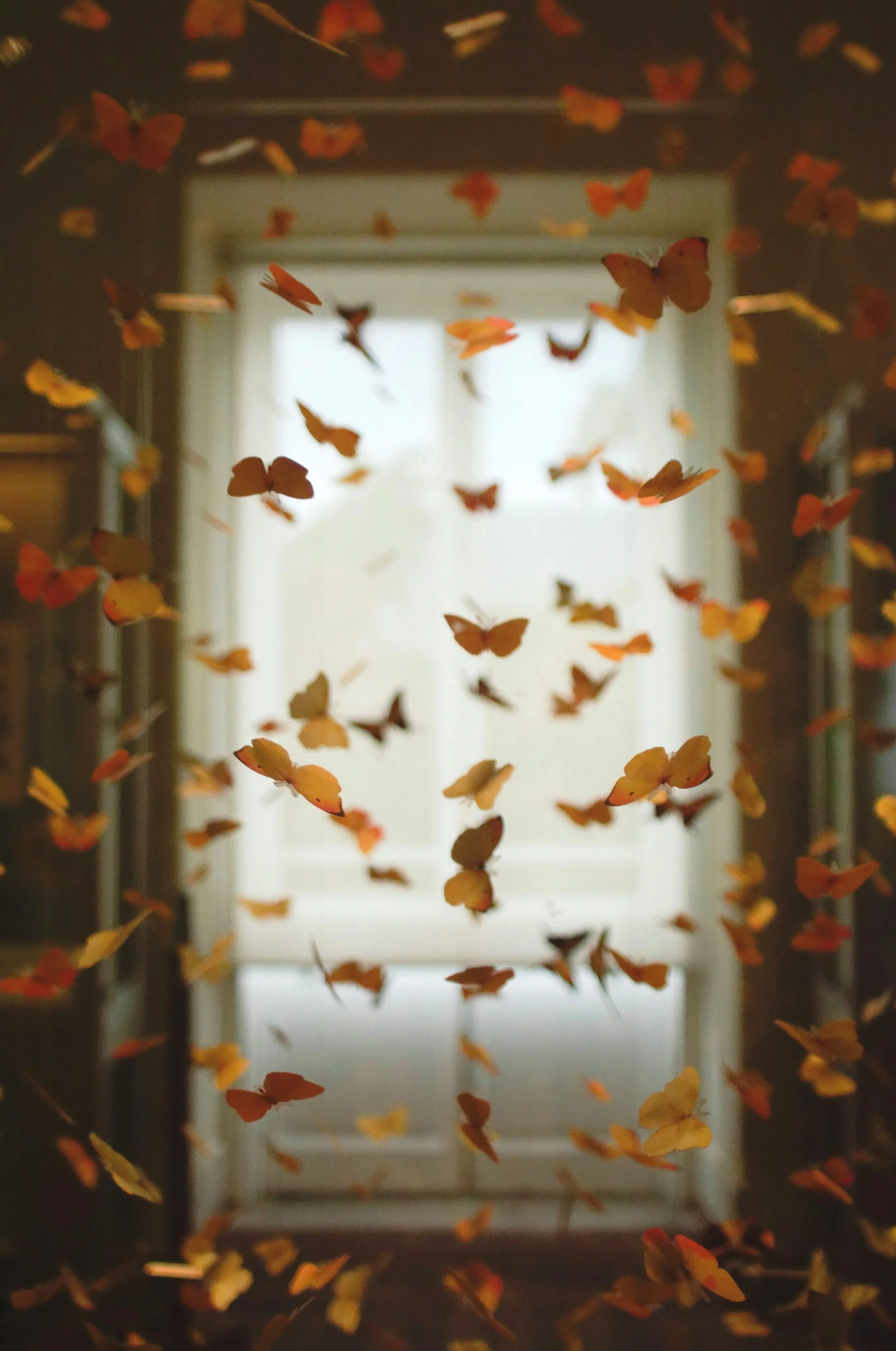 Muchas mariposas de colores en vuelo frente a una ventana iluminada natural tiempo de día.